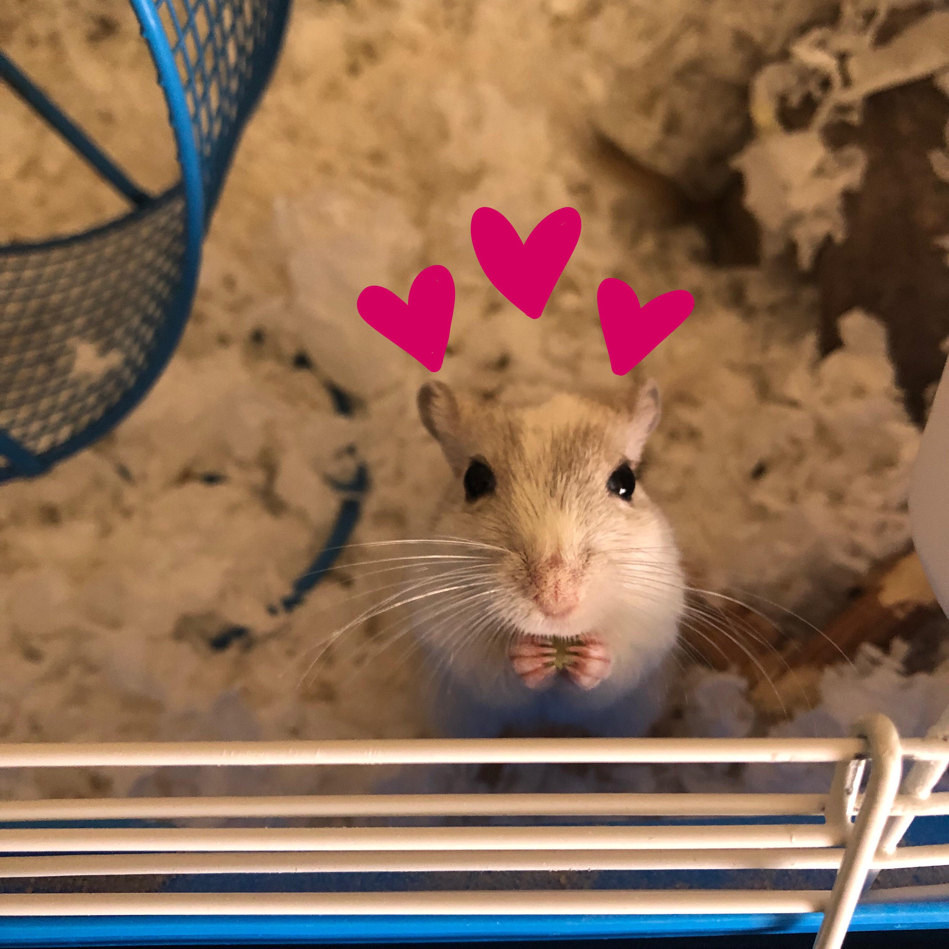 Lil Remi eating a pumpkin seed c r/gerbil
