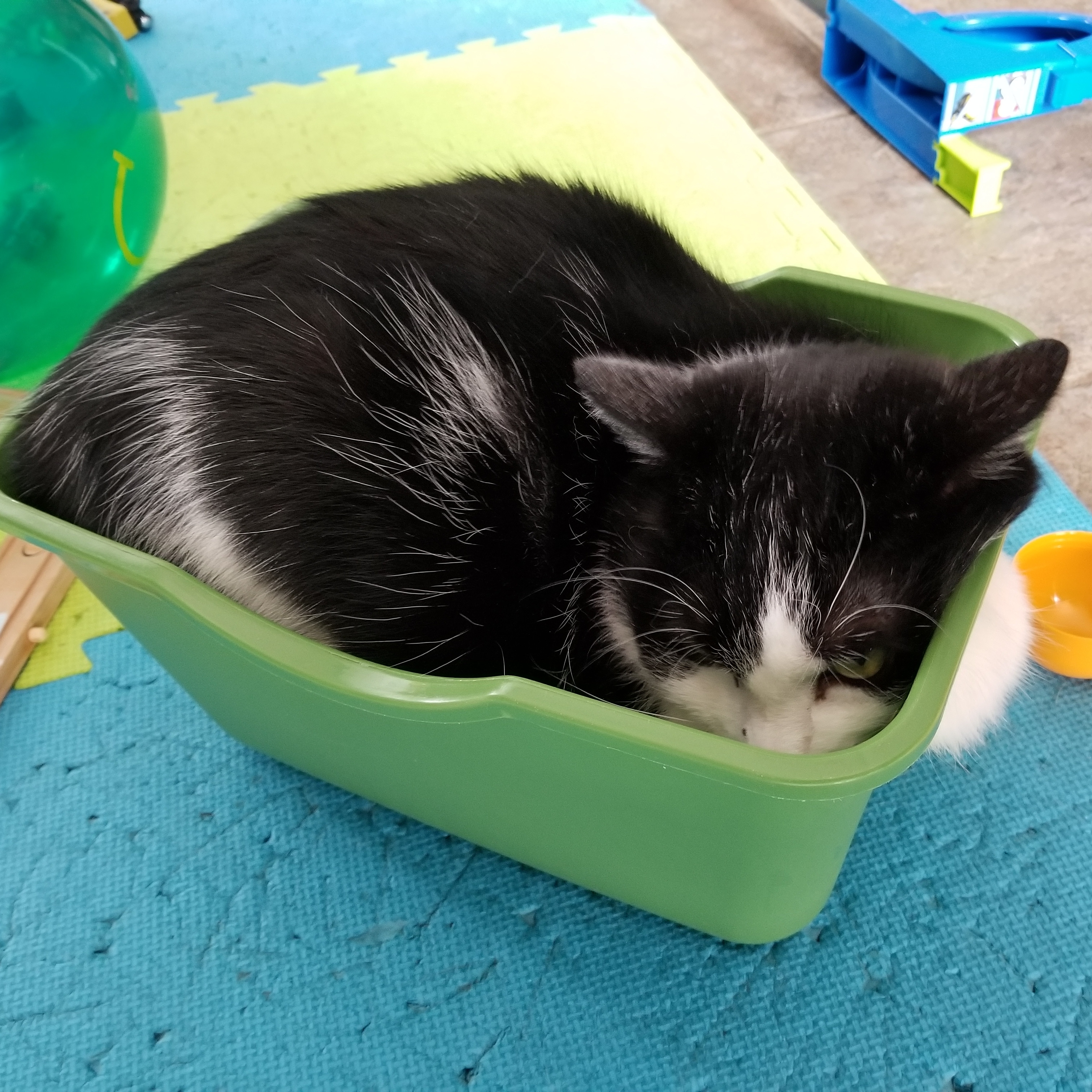 Cat loaf still in the pan. cat