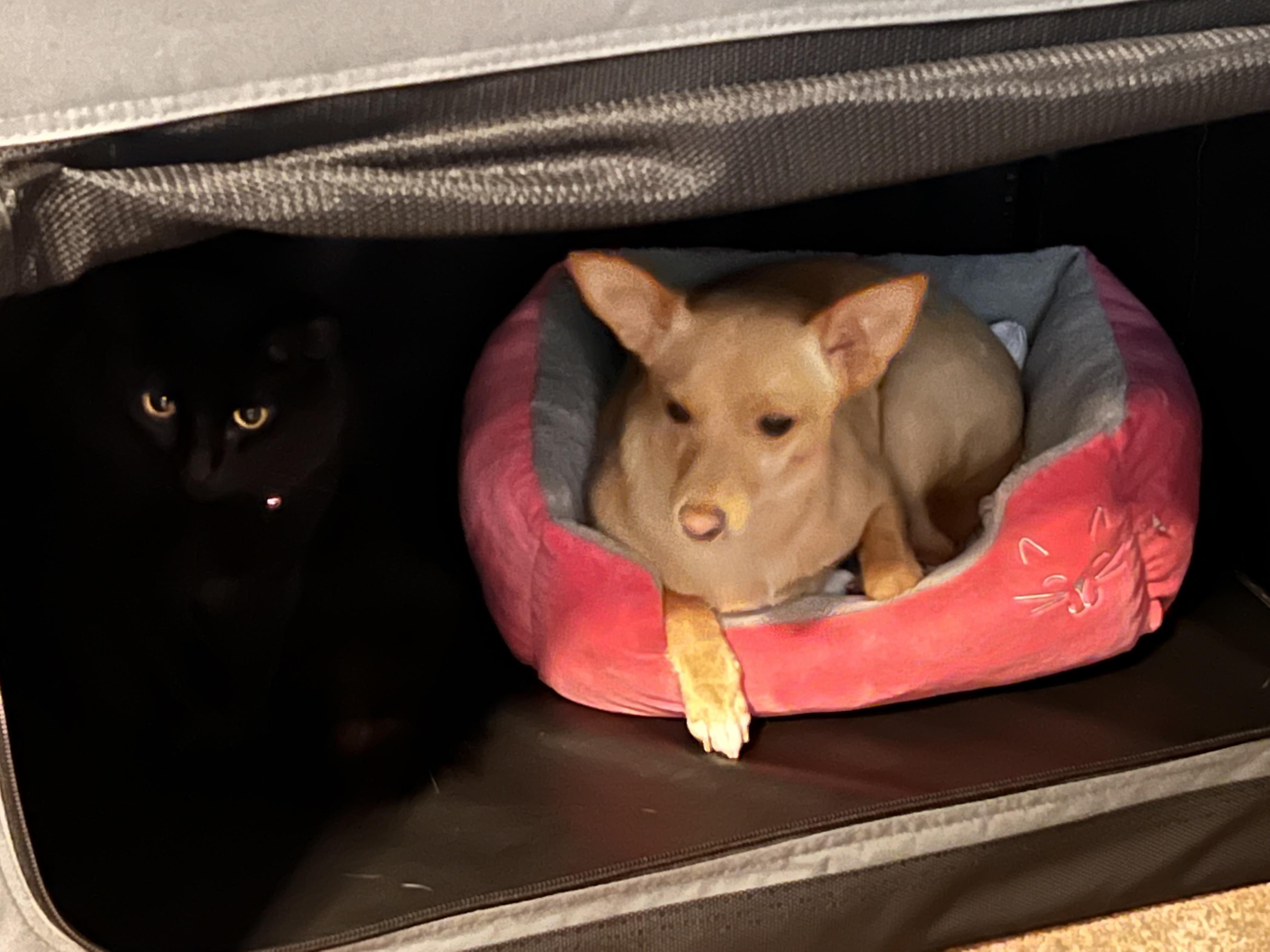 About to start crate training our dog for an trip but the