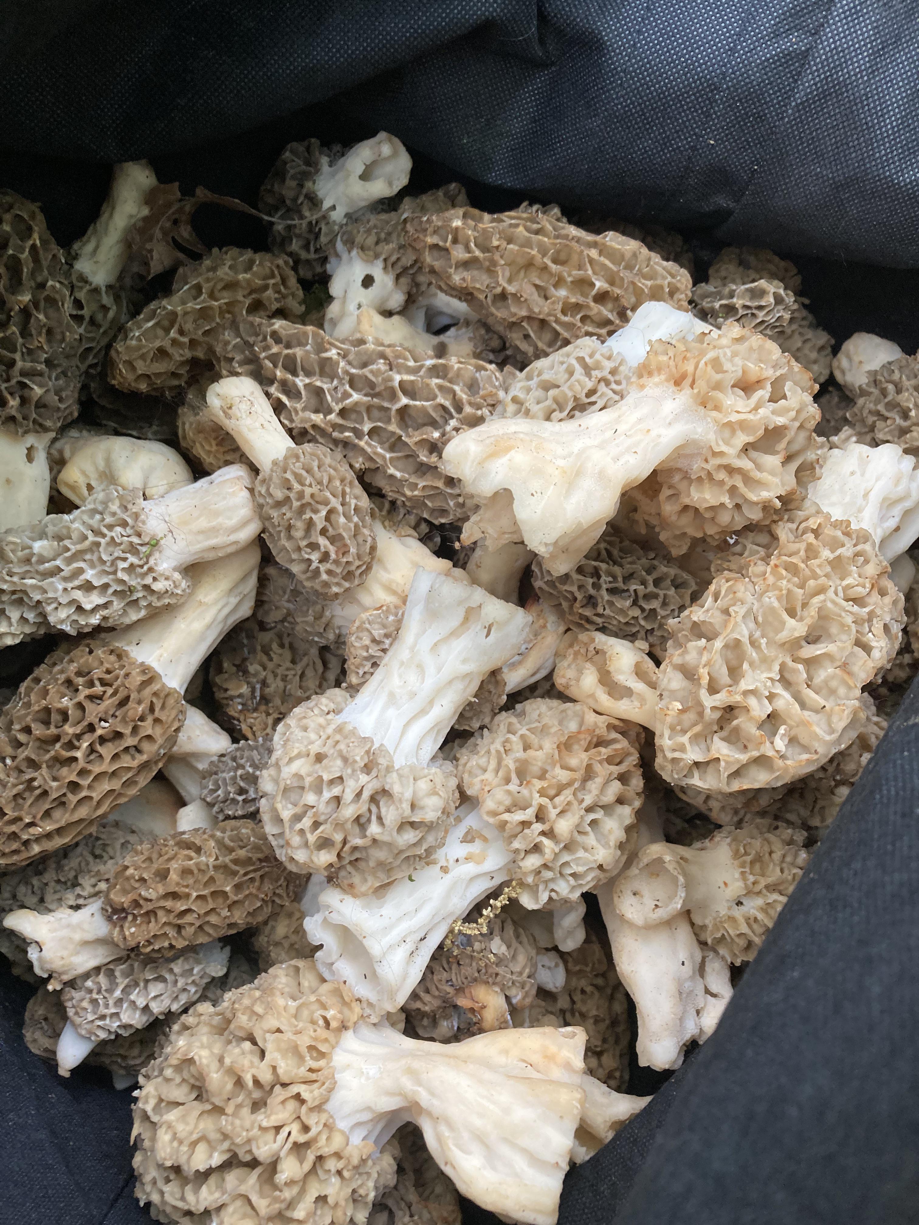 Todays haul so far. Going to forage into the weekend. Minnesota r