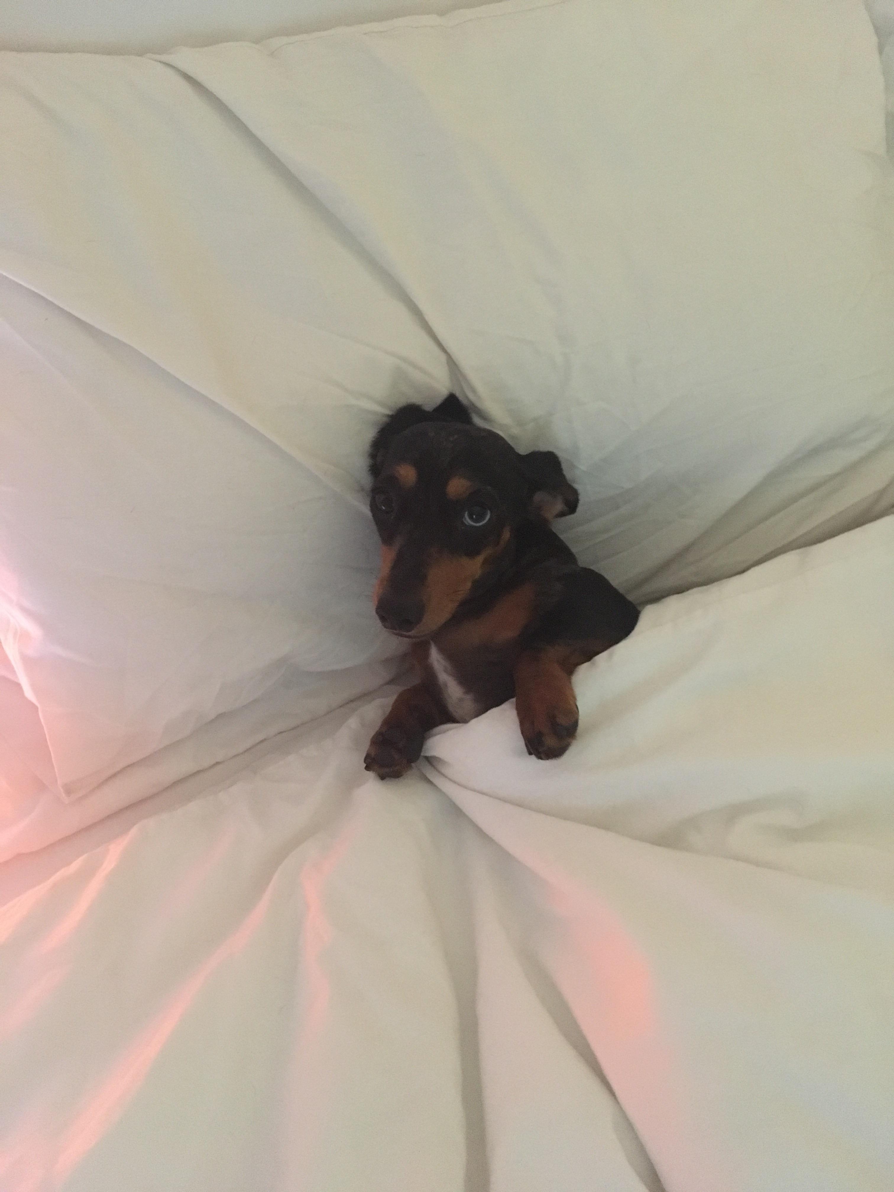 She always steals my spot once I’m out of bed r/Dachshund