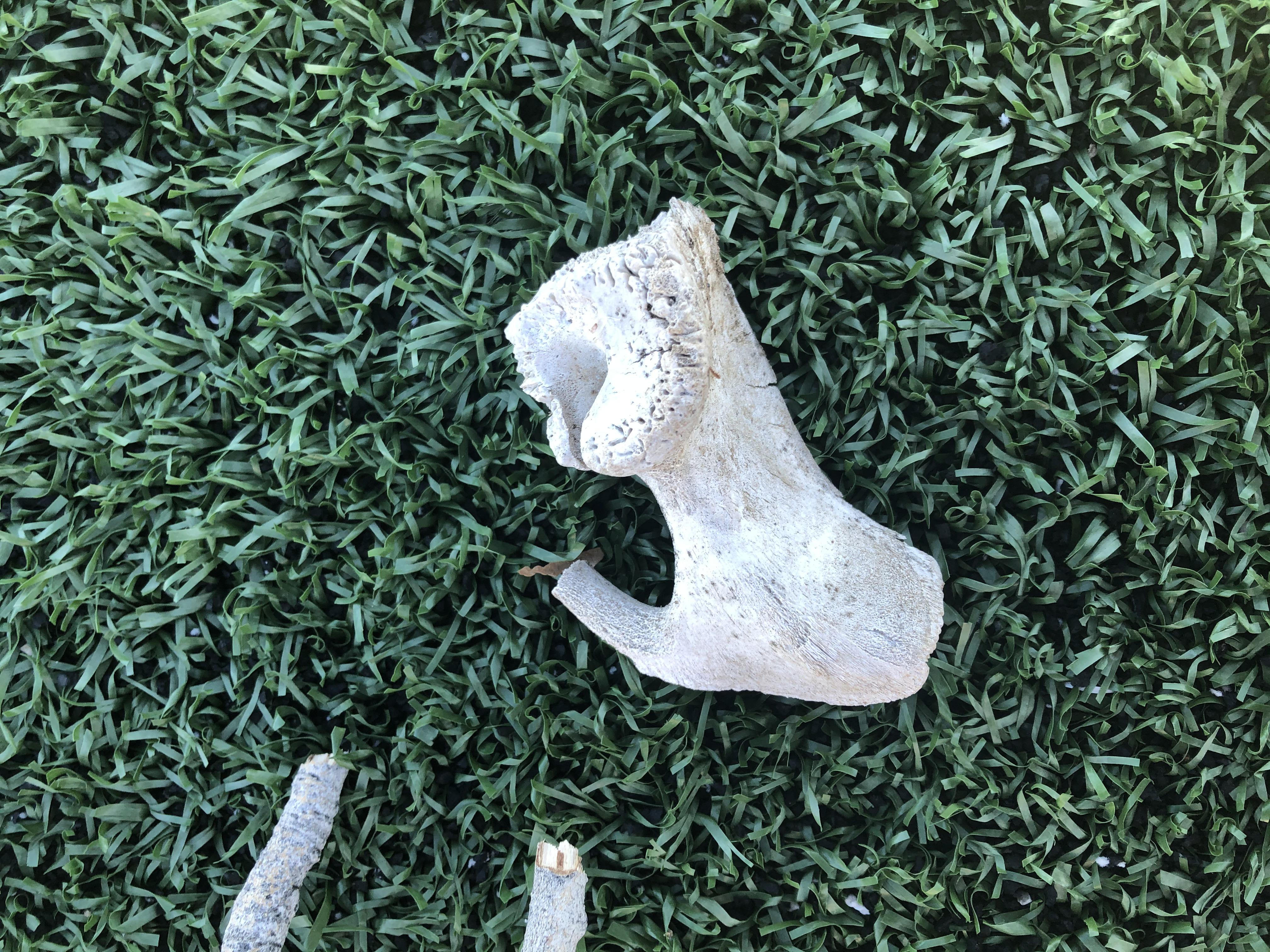 What type of bone could this be? Found it in a field and this was all