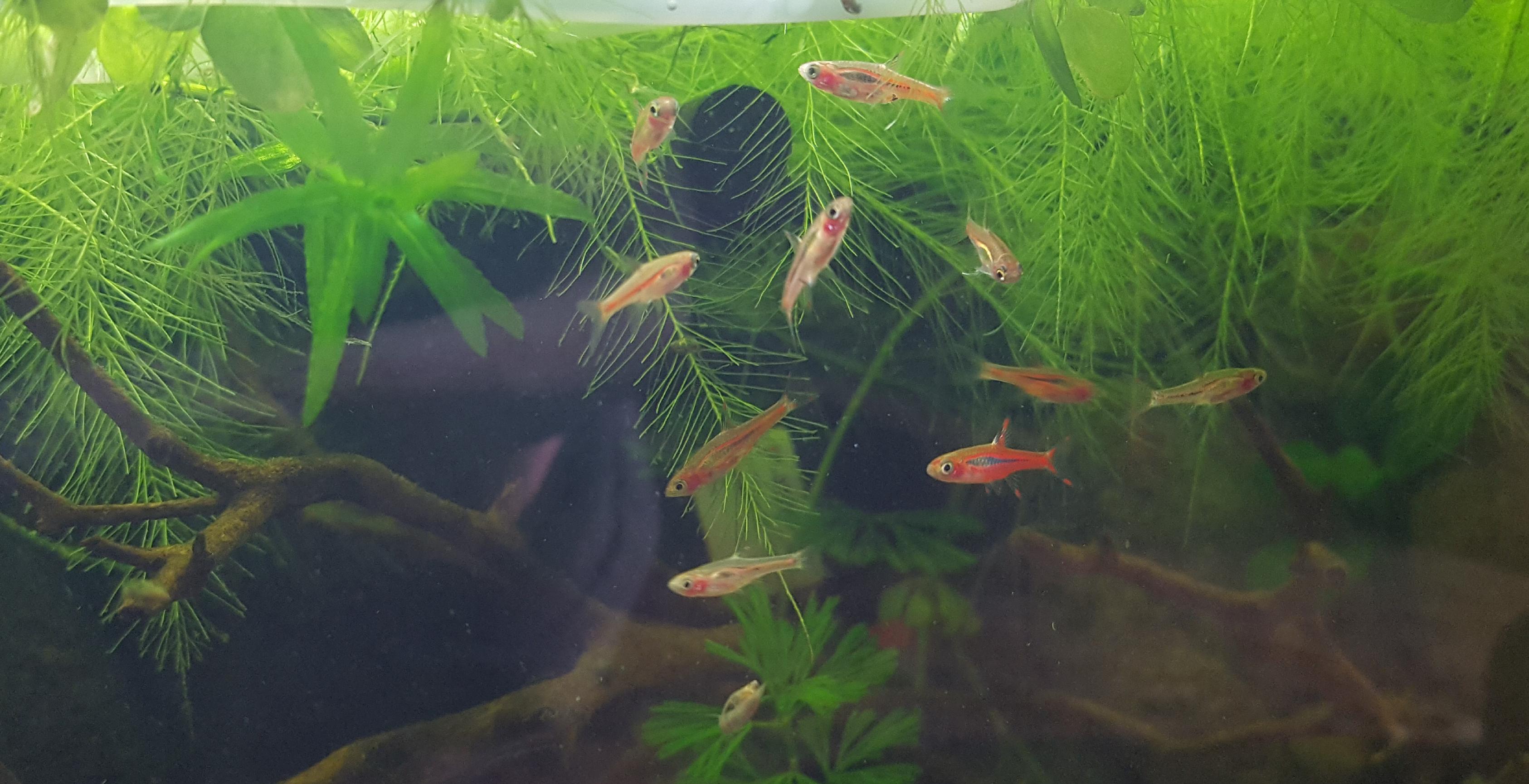 School of chili rasboras in my 10 gallon r/Aquariums