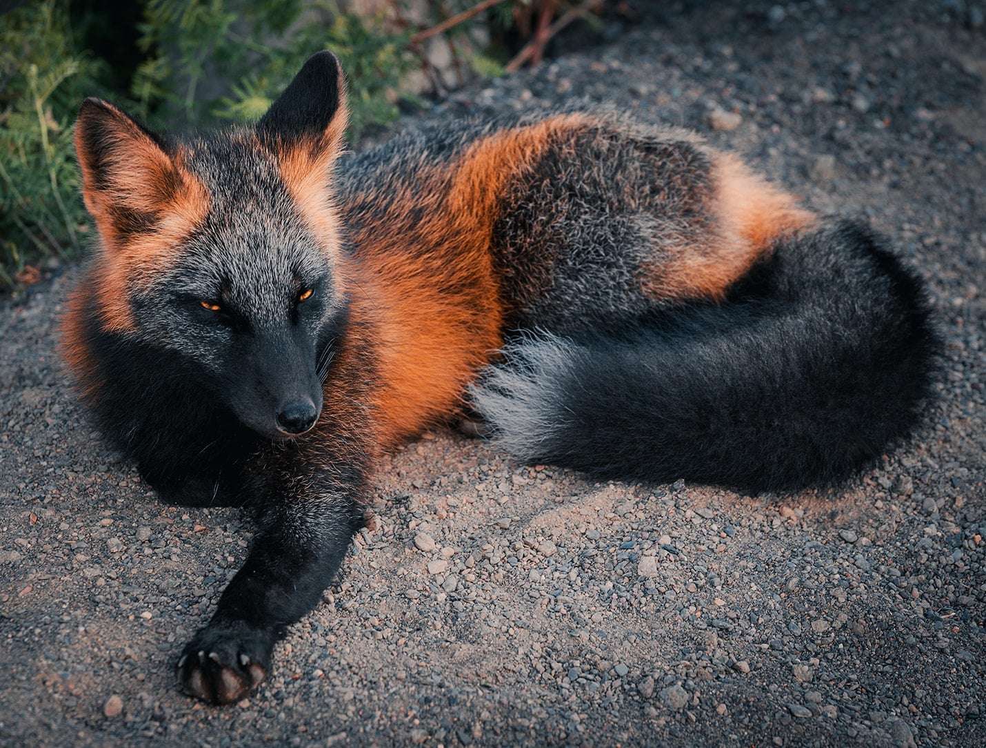 This red and black fox, sometimes called an "ember" fox, is exhibiting