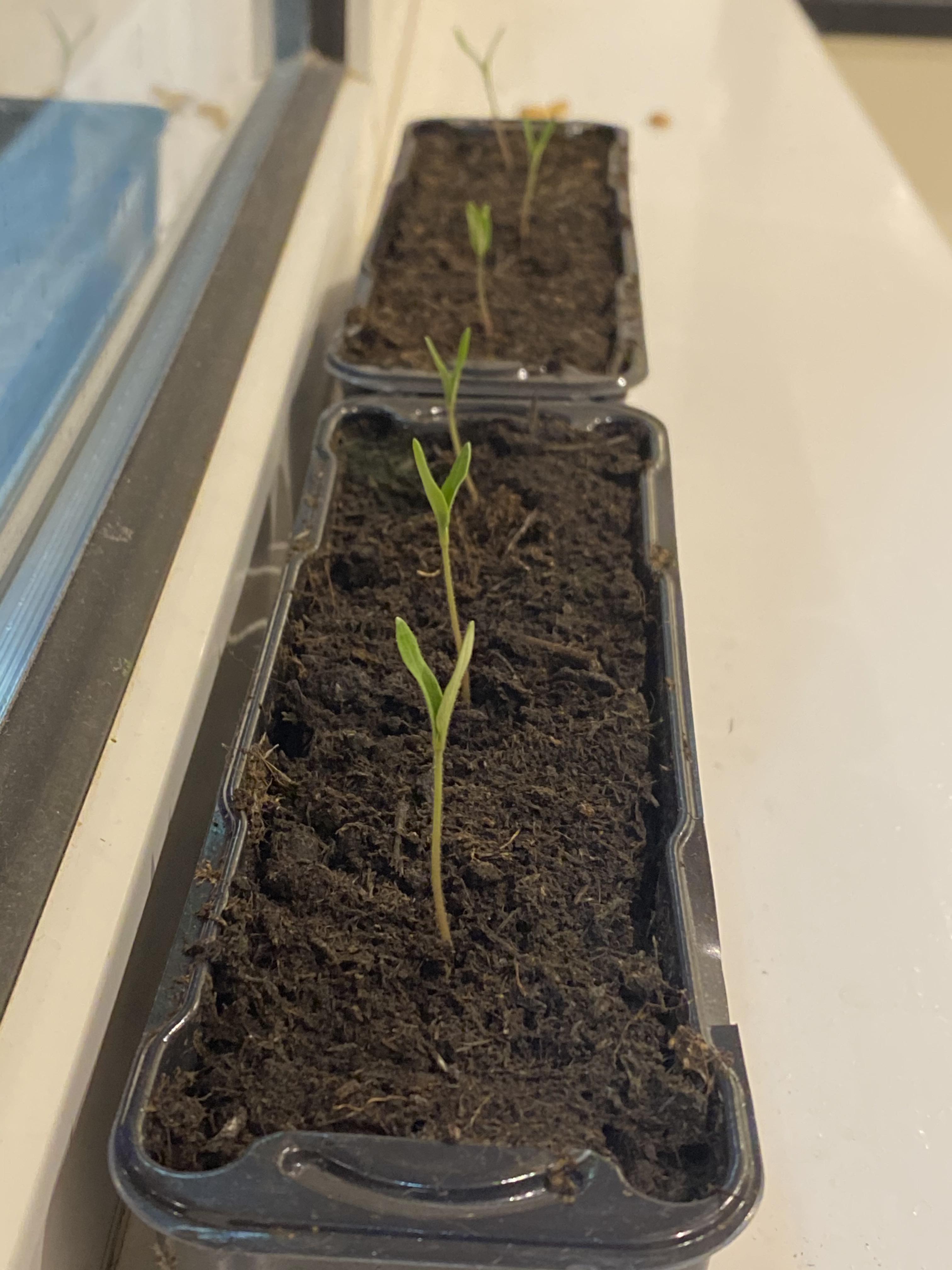 My 3day old tomato seedlings are growing well. Can’t wait for warmer