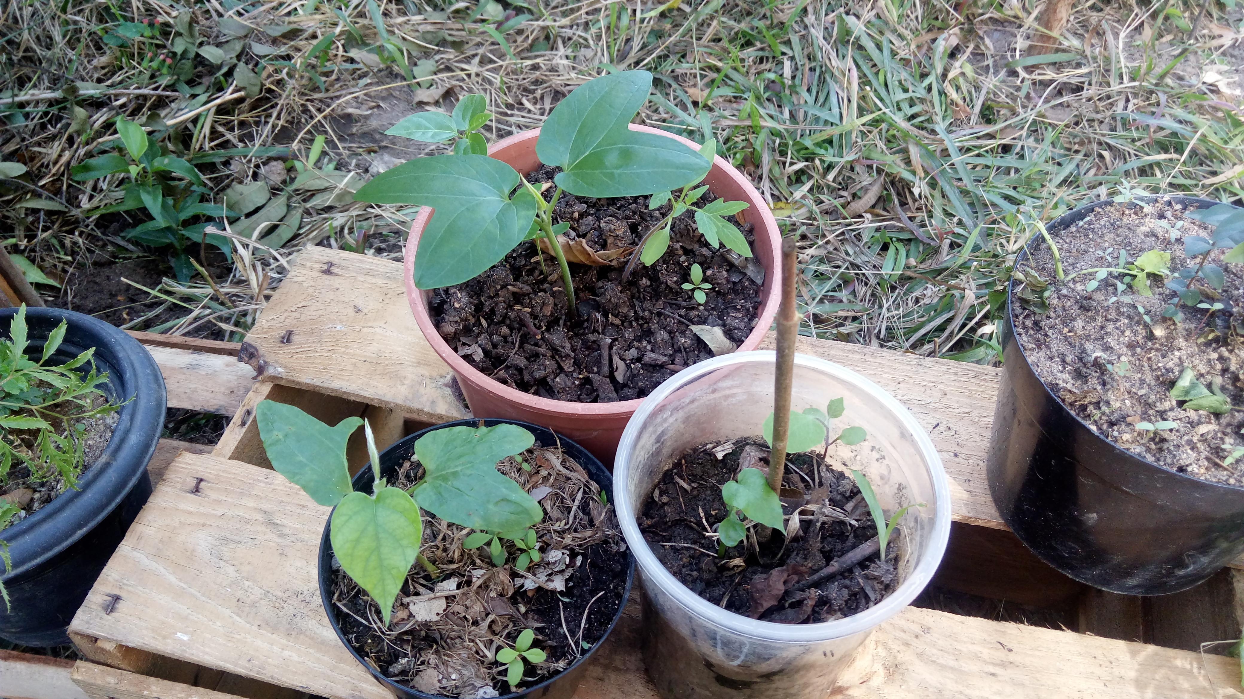 Really sturdy these elephant creepers are. r/druggardening