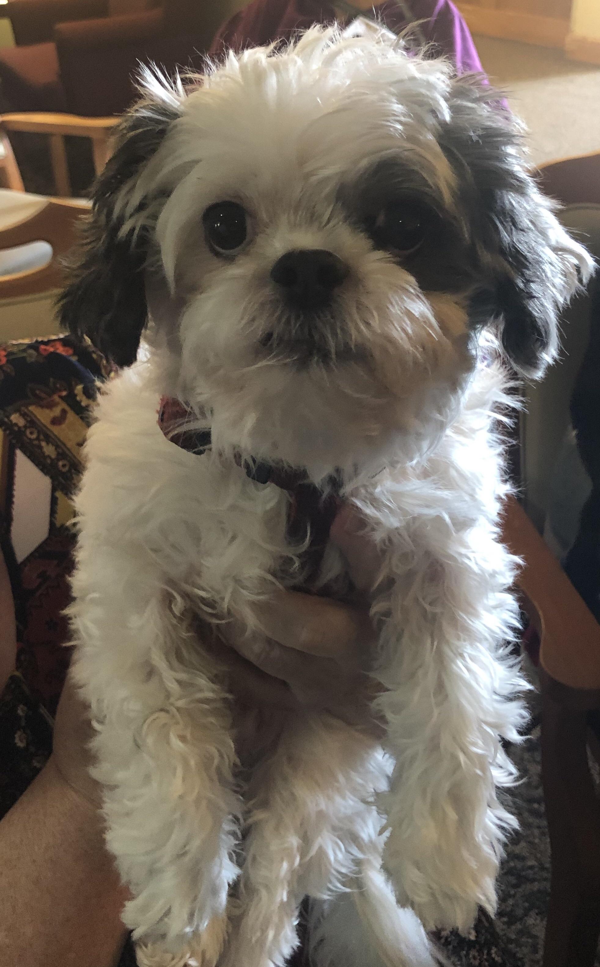 99+ Shih Tzu Puppies Mixed With Chihuahua l2sanpiero