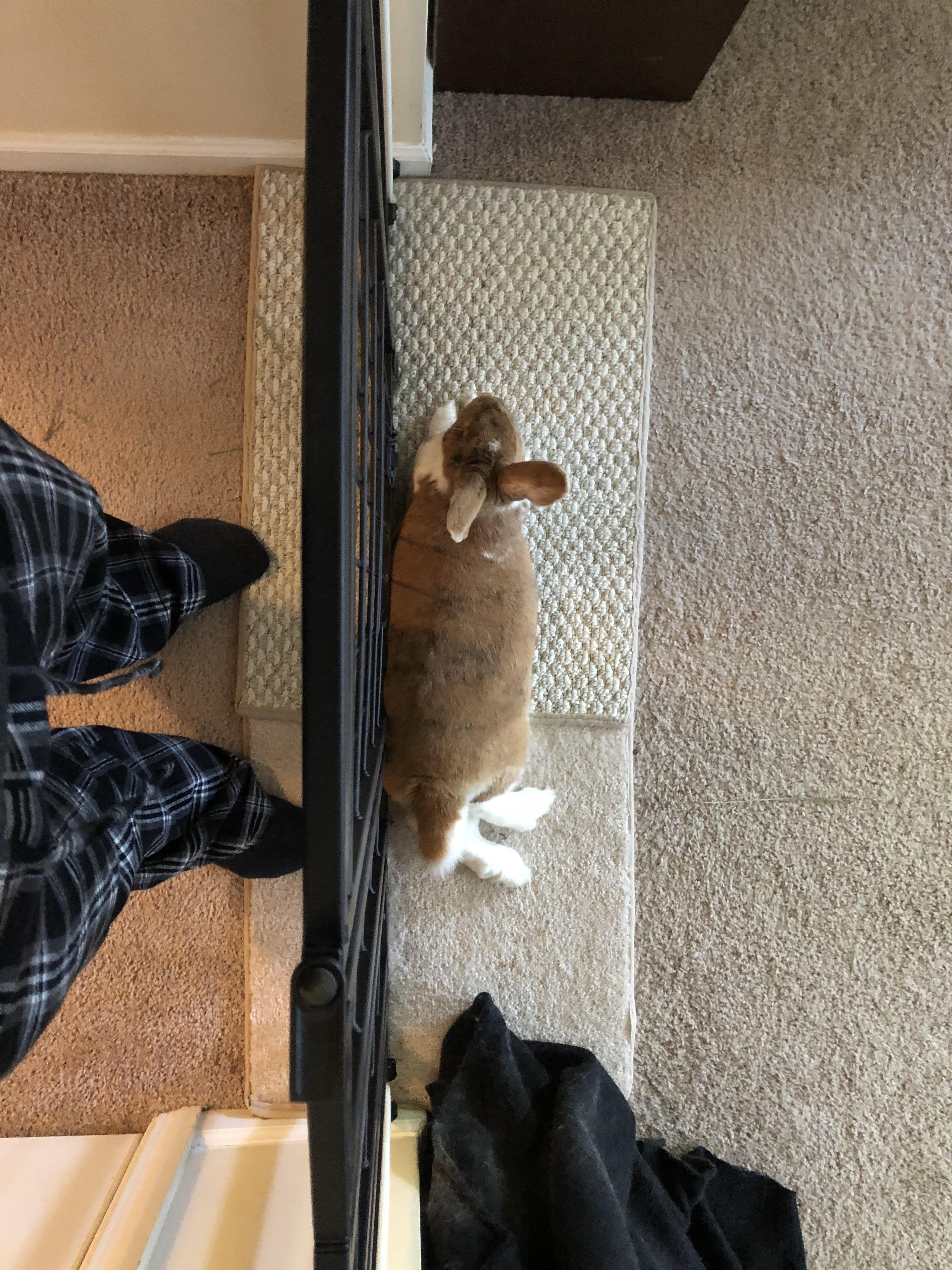 Can anyone else relate to when the bunnies decide to lie down right in