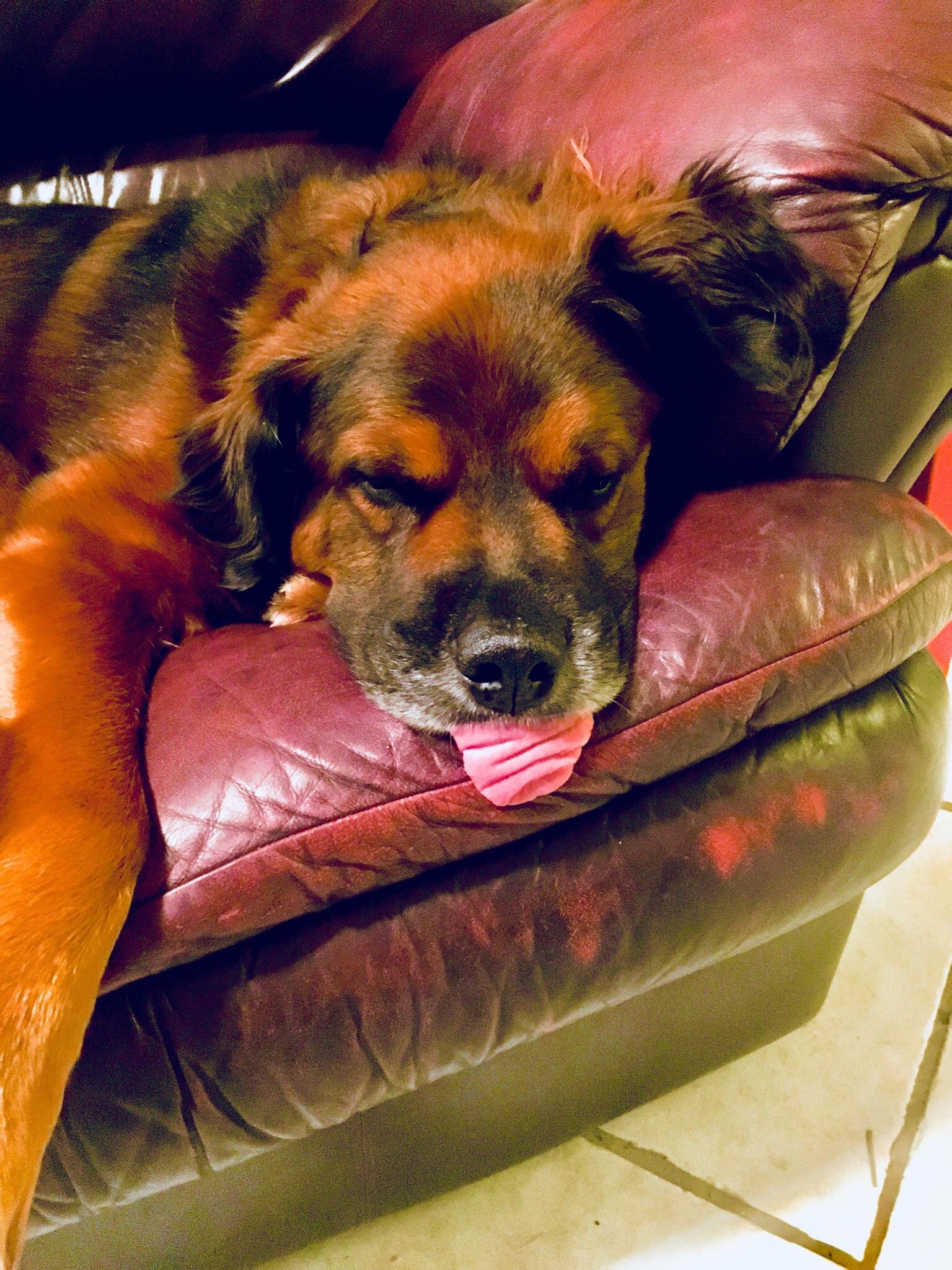 My dog sticks his tongue out when he sleeps. mildlyinteresting