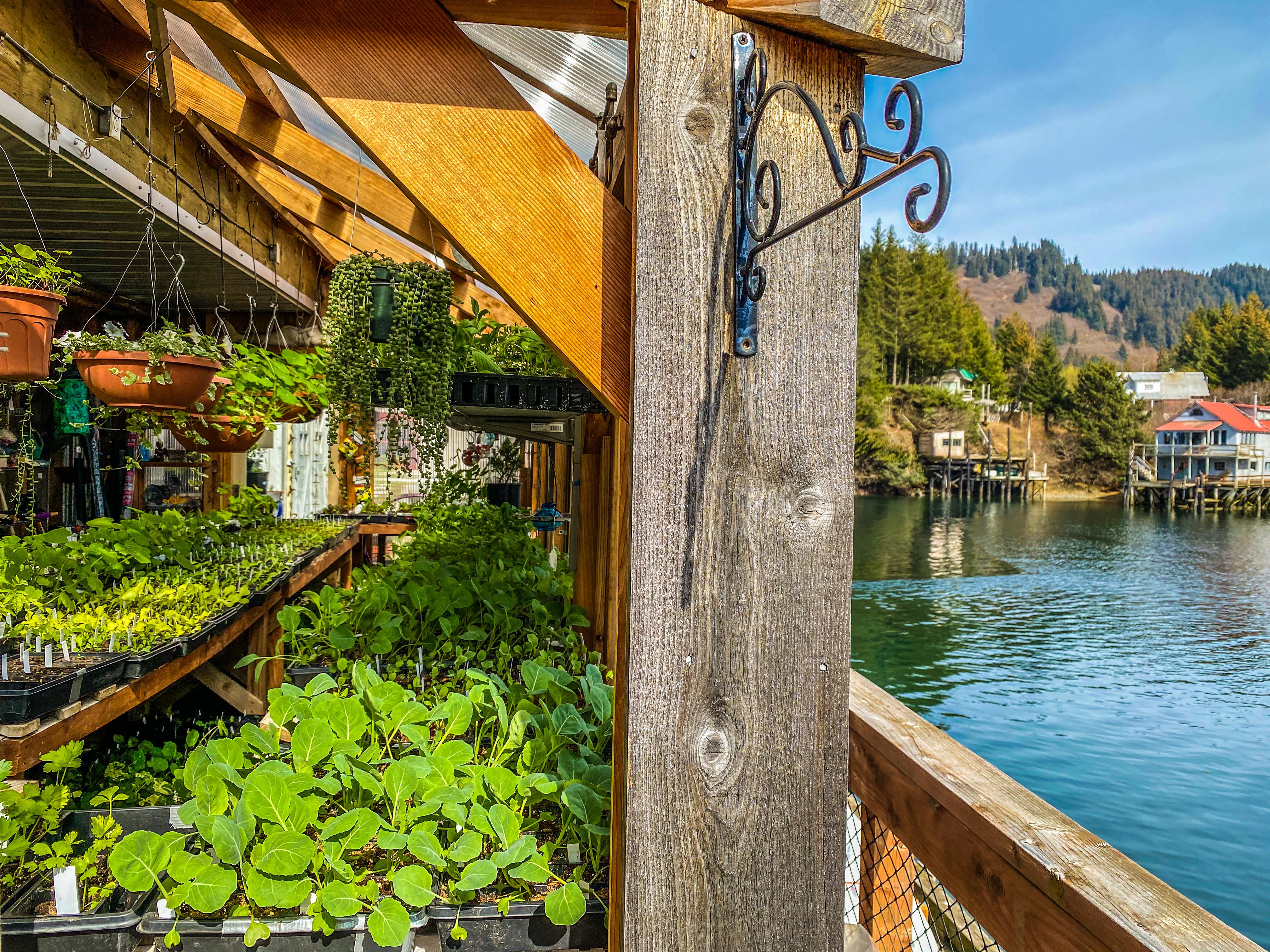 volunteering at a greenhouse in Alaska for a few weeks! r/plants