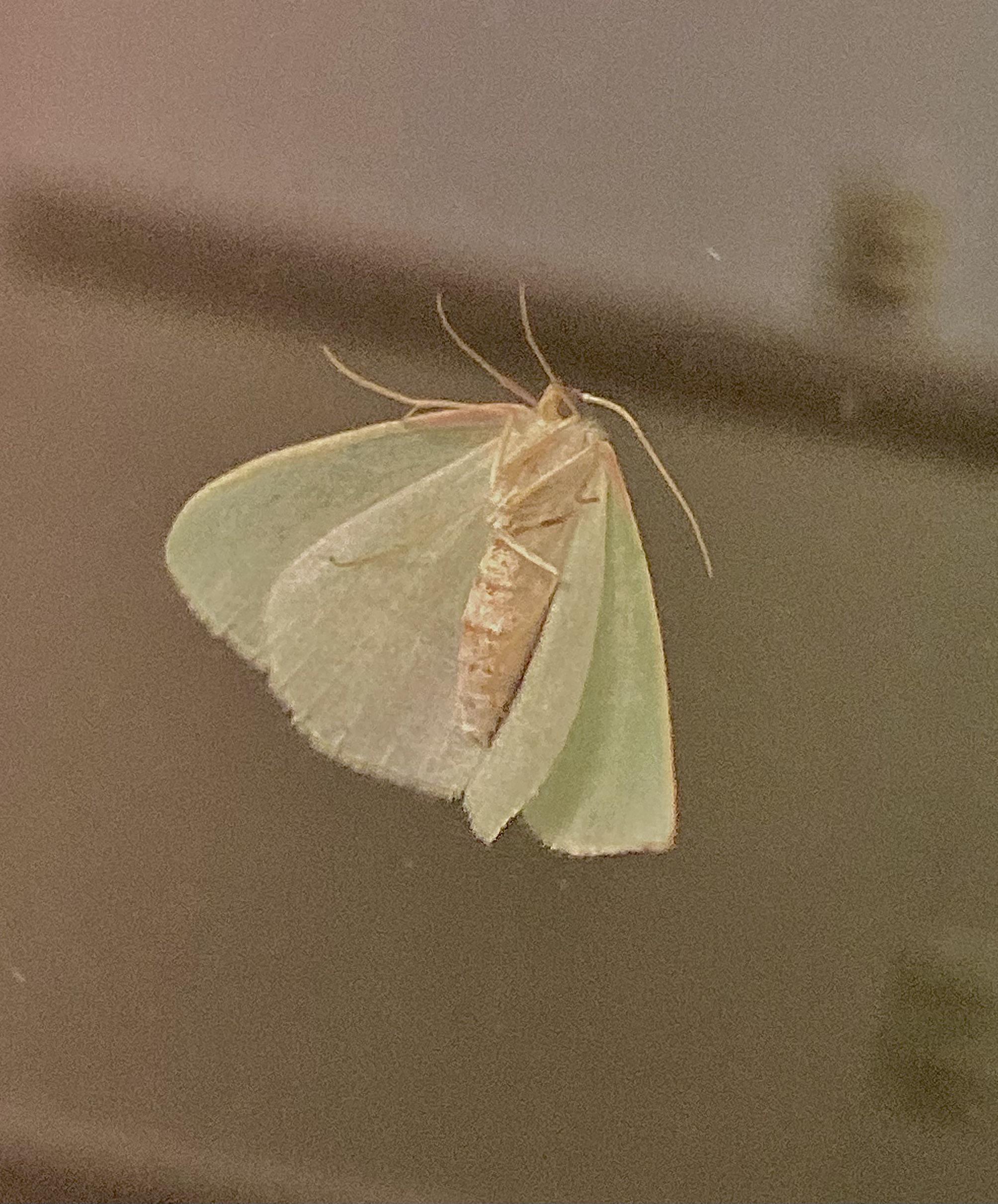 Help IDing this beautiful pale green moth on my window (northern coast of California) r/moths