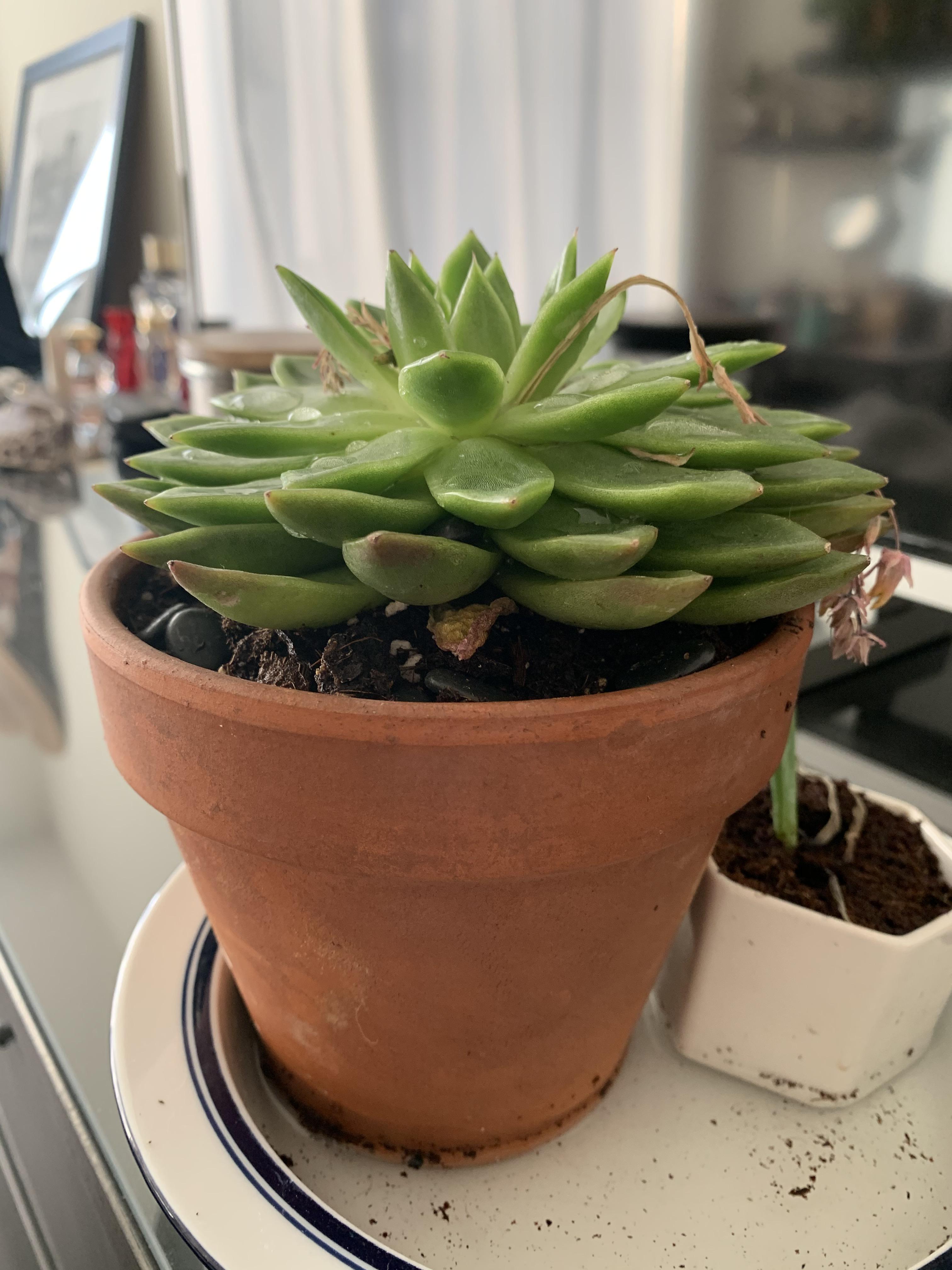 Bought this beautiful succulent while it was blooming and