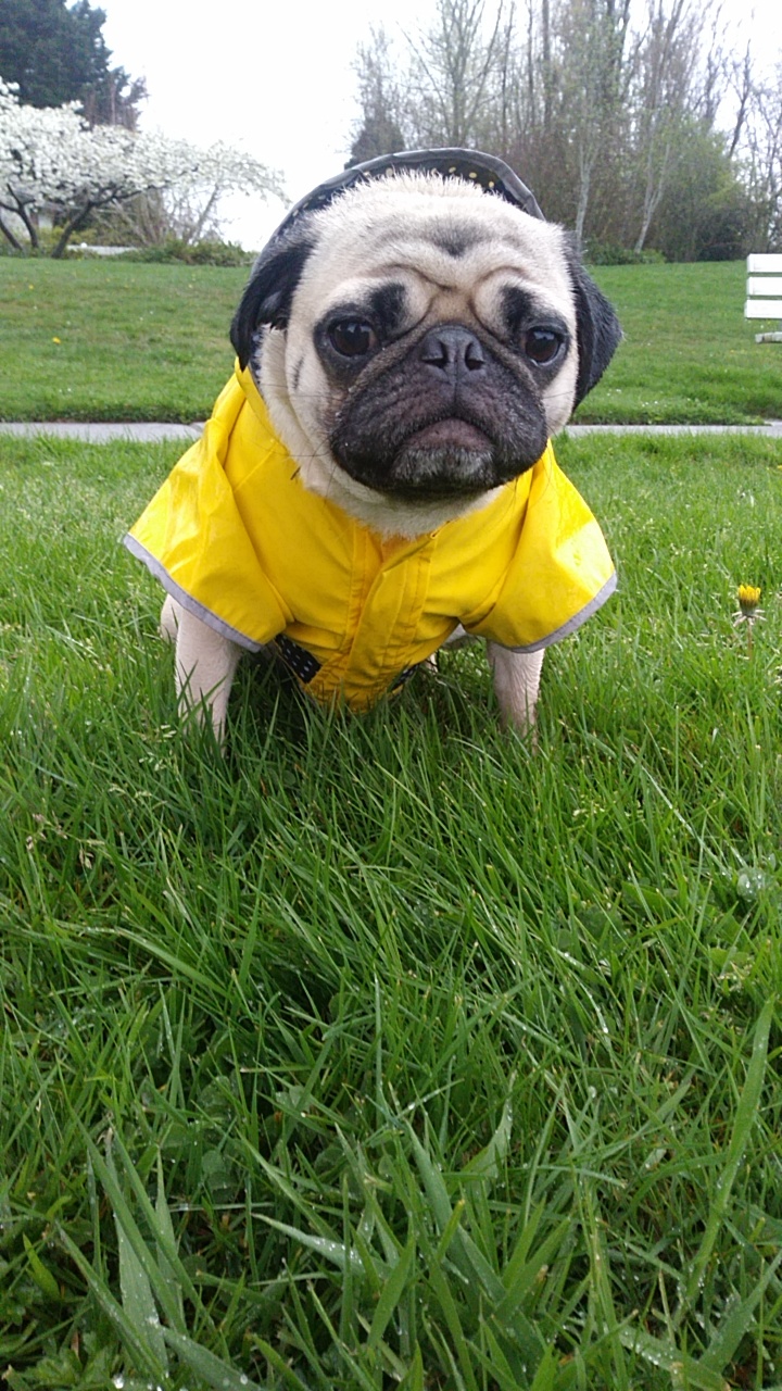 She hates her jacket! r/pugs