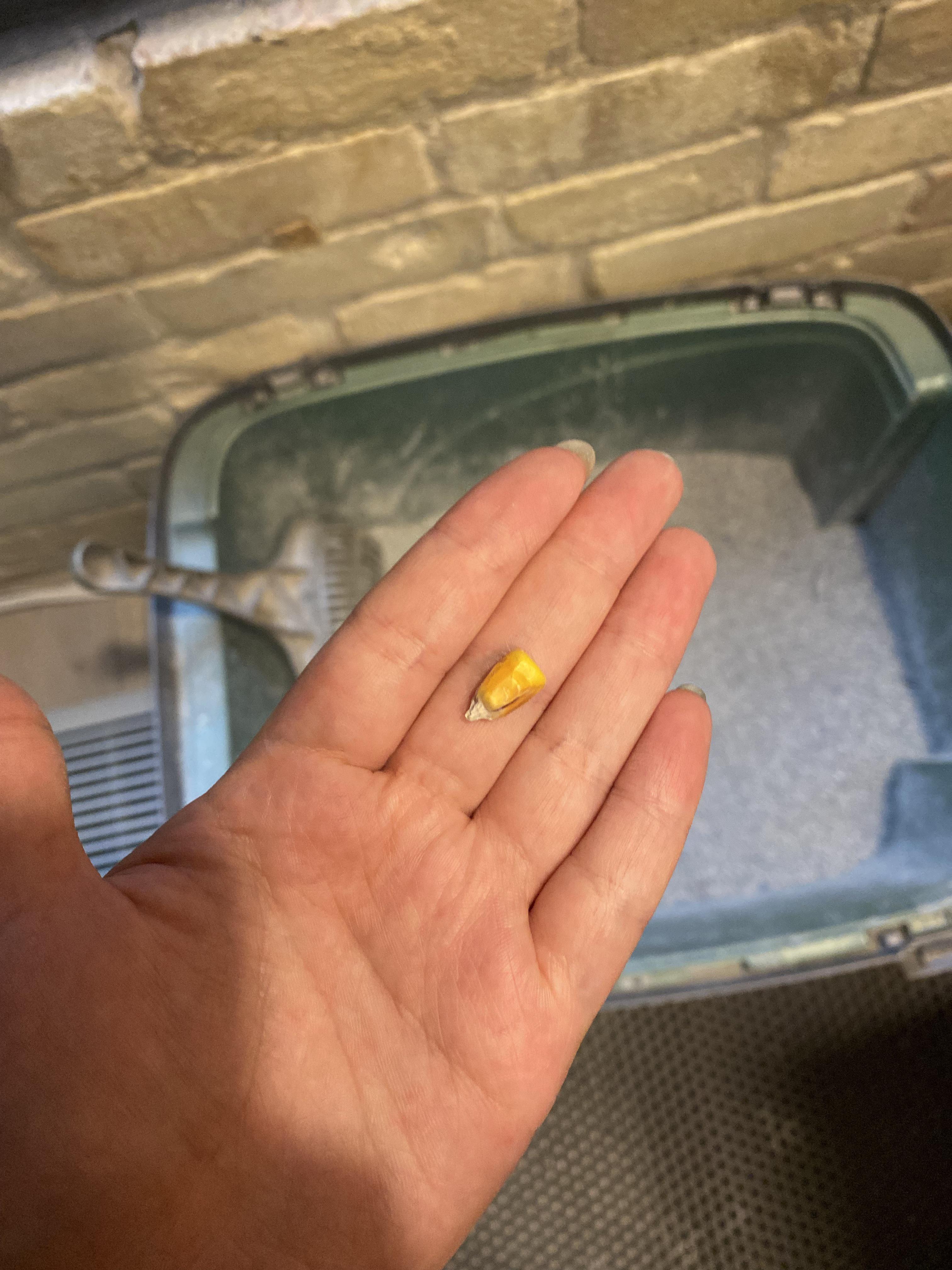 I found a piece of corn in the fresh kitty litter r/mildlyinteresting