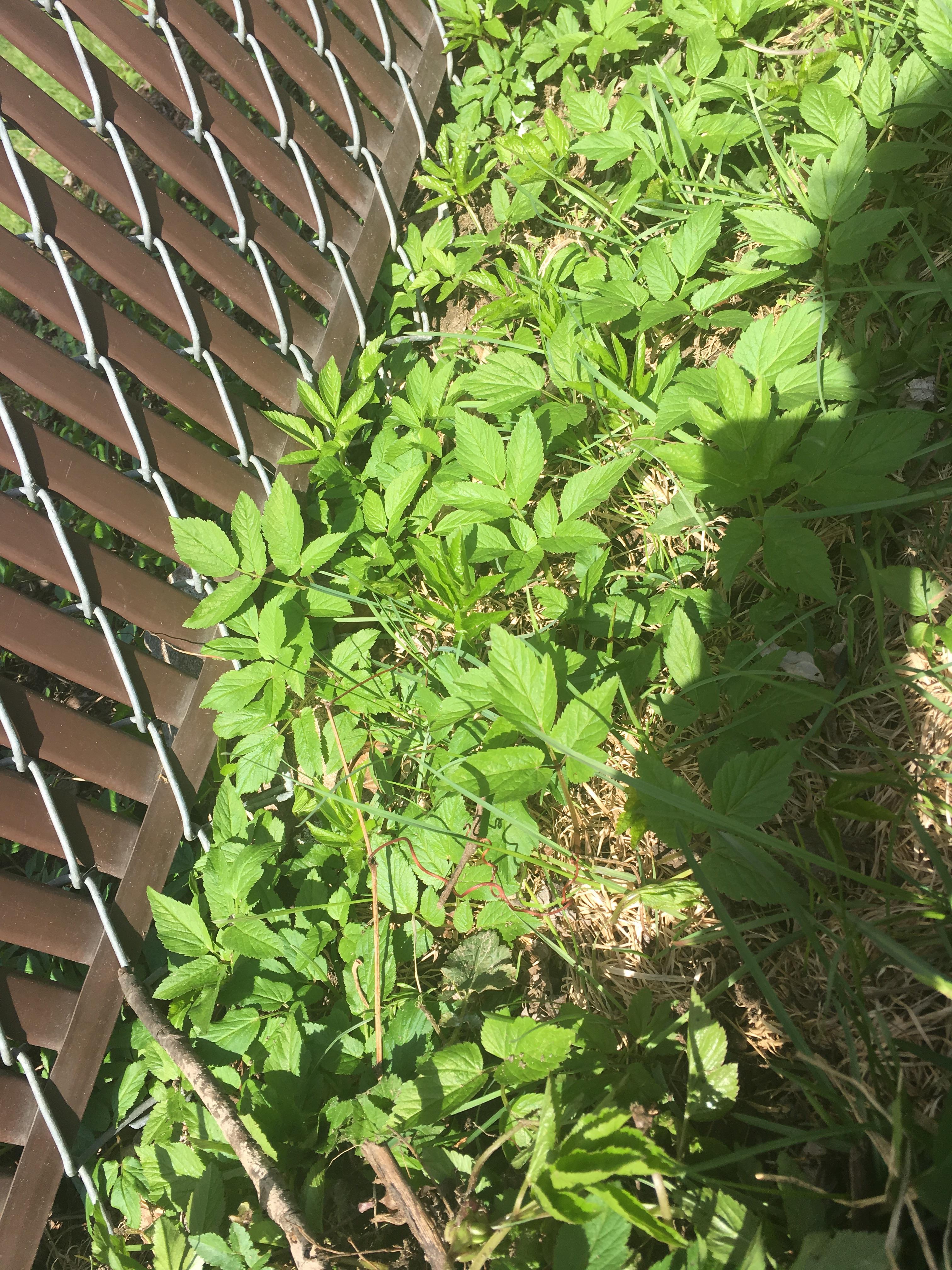 Is this poison ivy? Found in Wisconsin and we're not sure... r