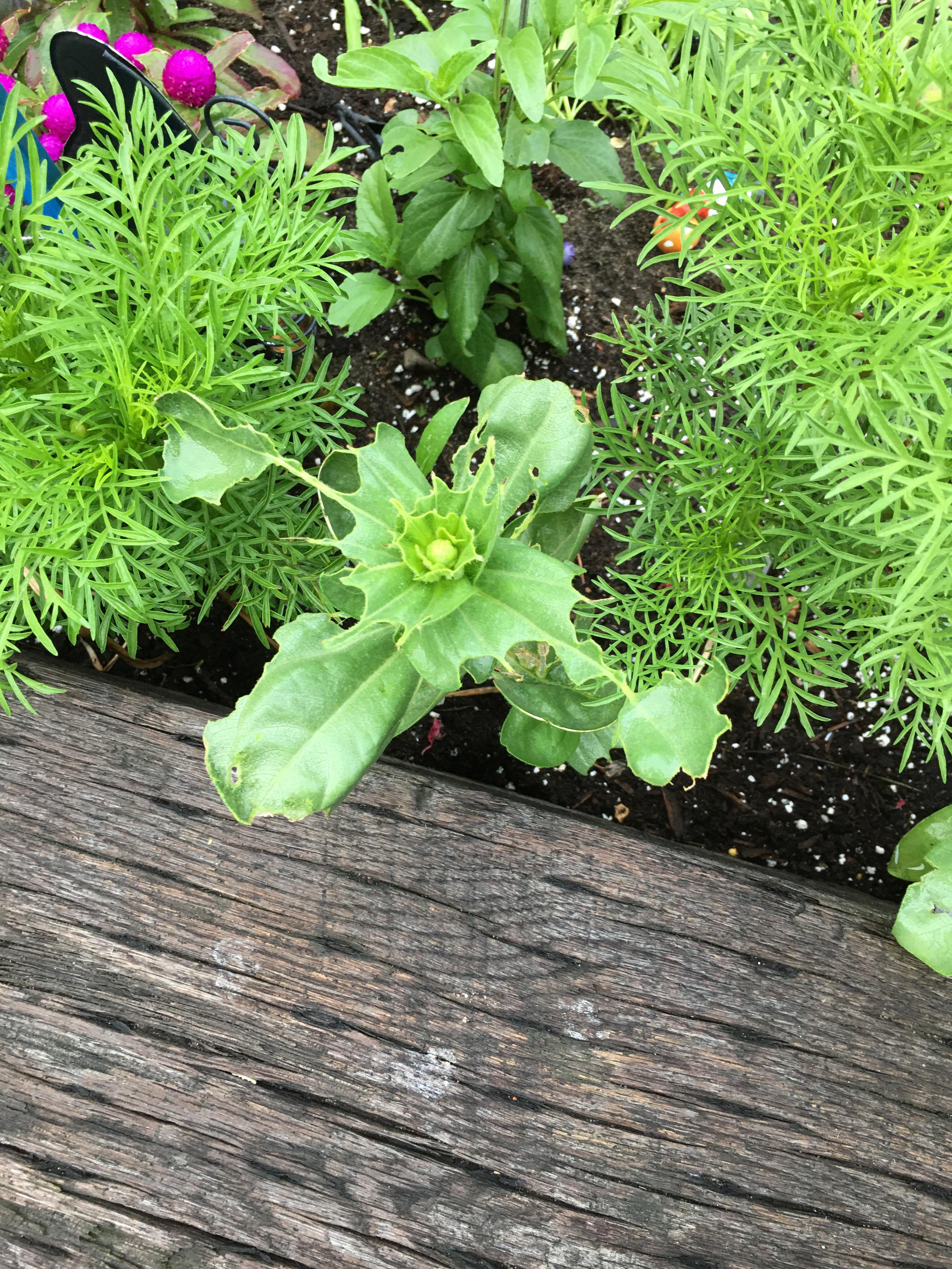 What’s eating my zinnias? r/gardening