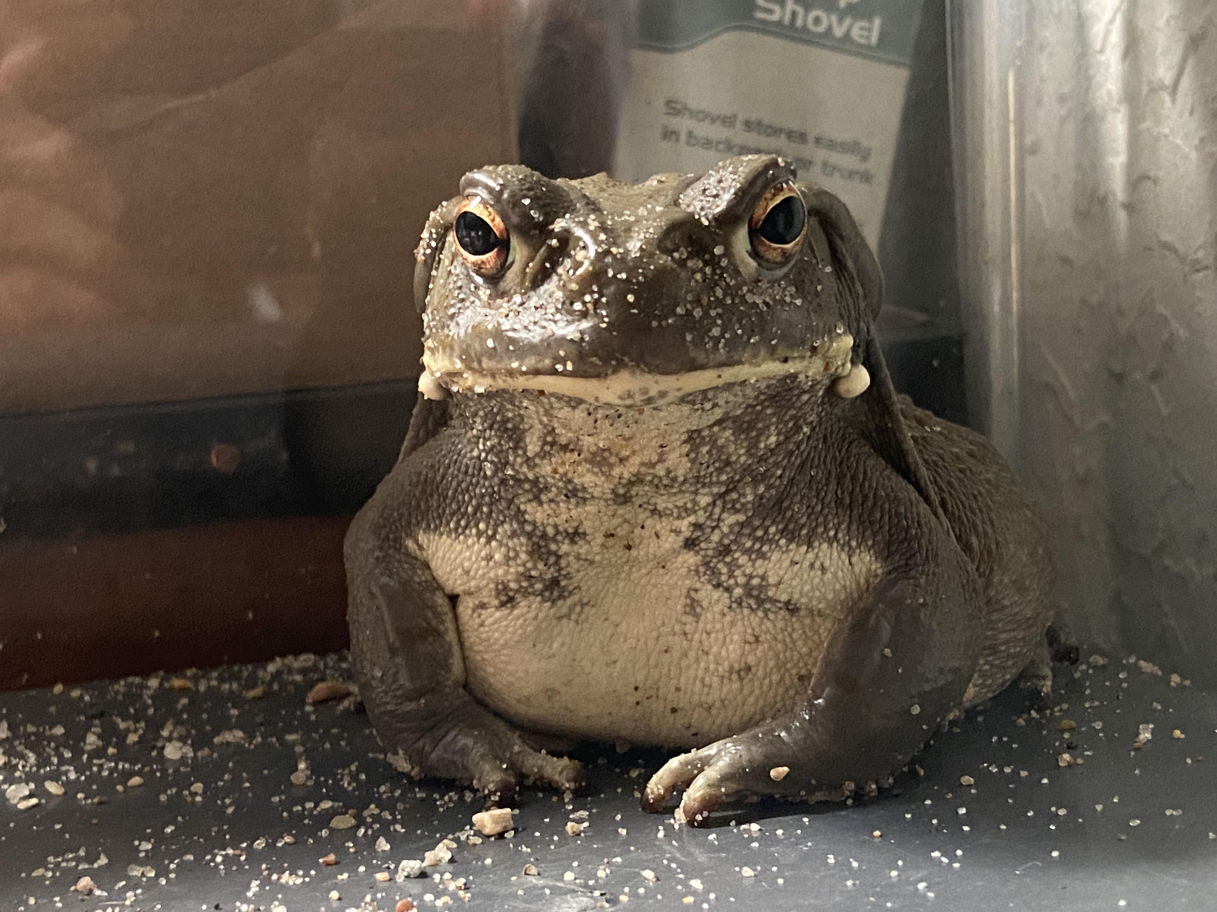 This is a group for all things Colorado River Toad aka Sonoran Desert