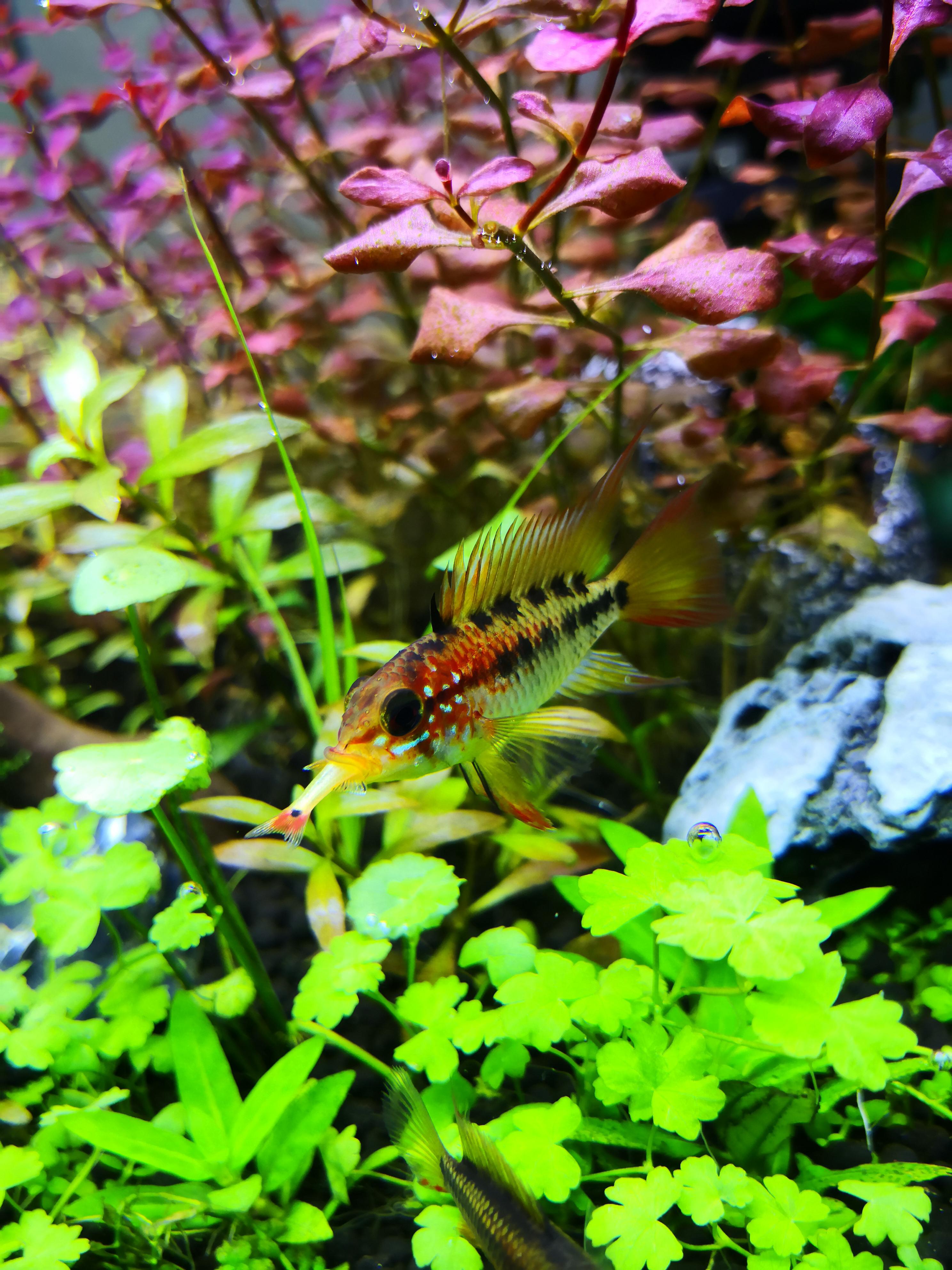 Why did my gentle Apisto ate another tank mate? He has been cohabitating peacefully in my tank