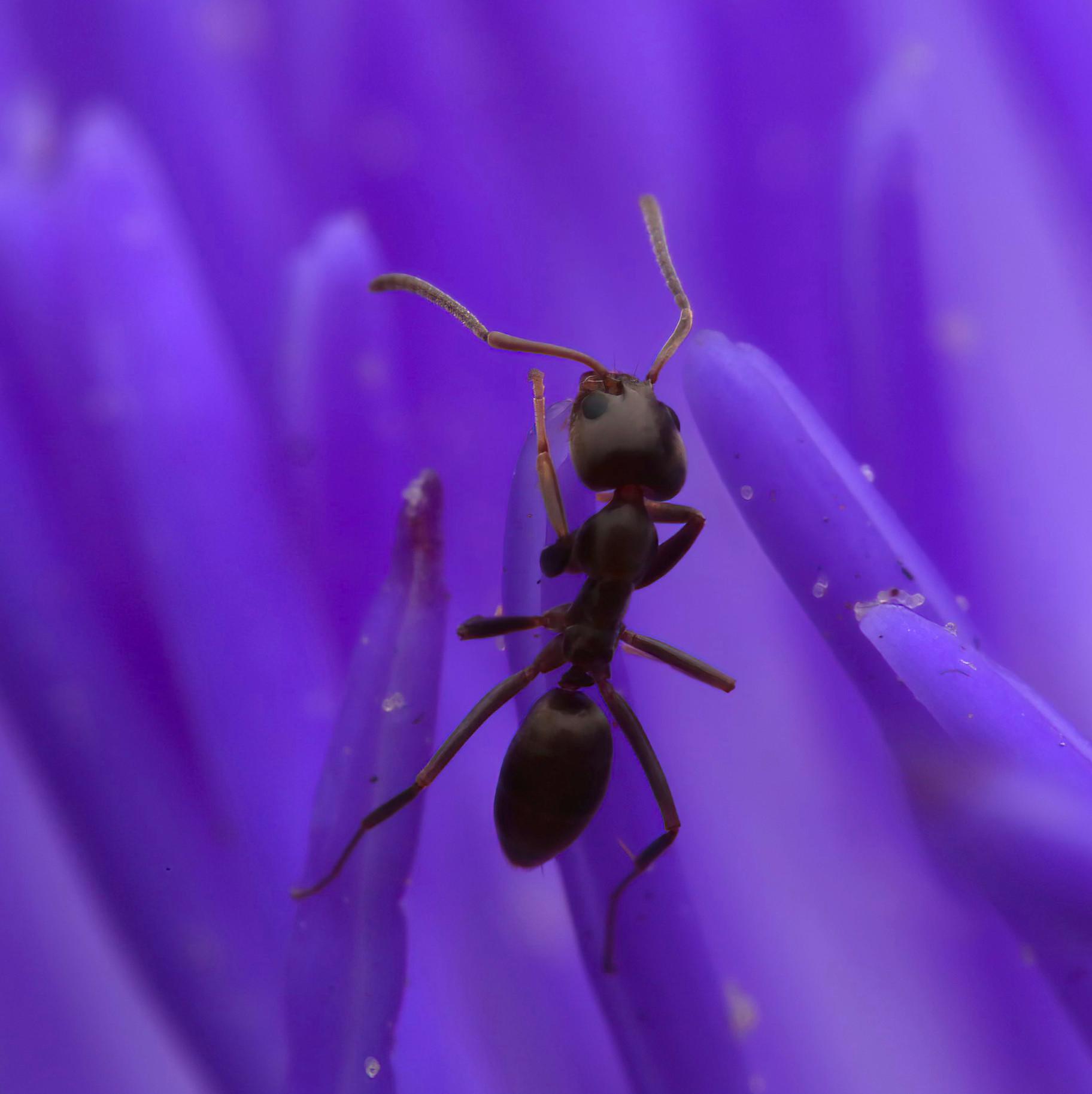 A precious ant visits an artichoke bloom in a city garden. r/awwnverts
