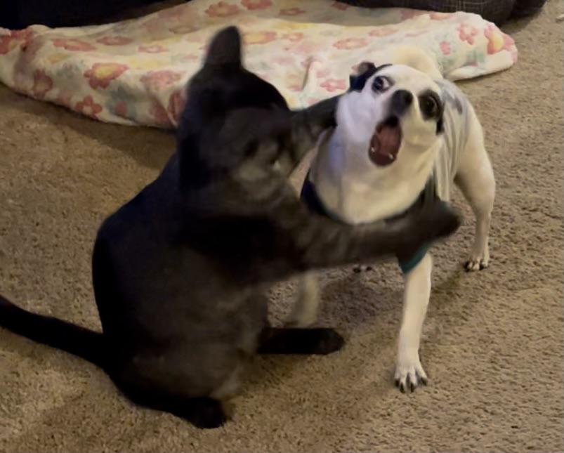 Funny Dogs And Cats Fighting