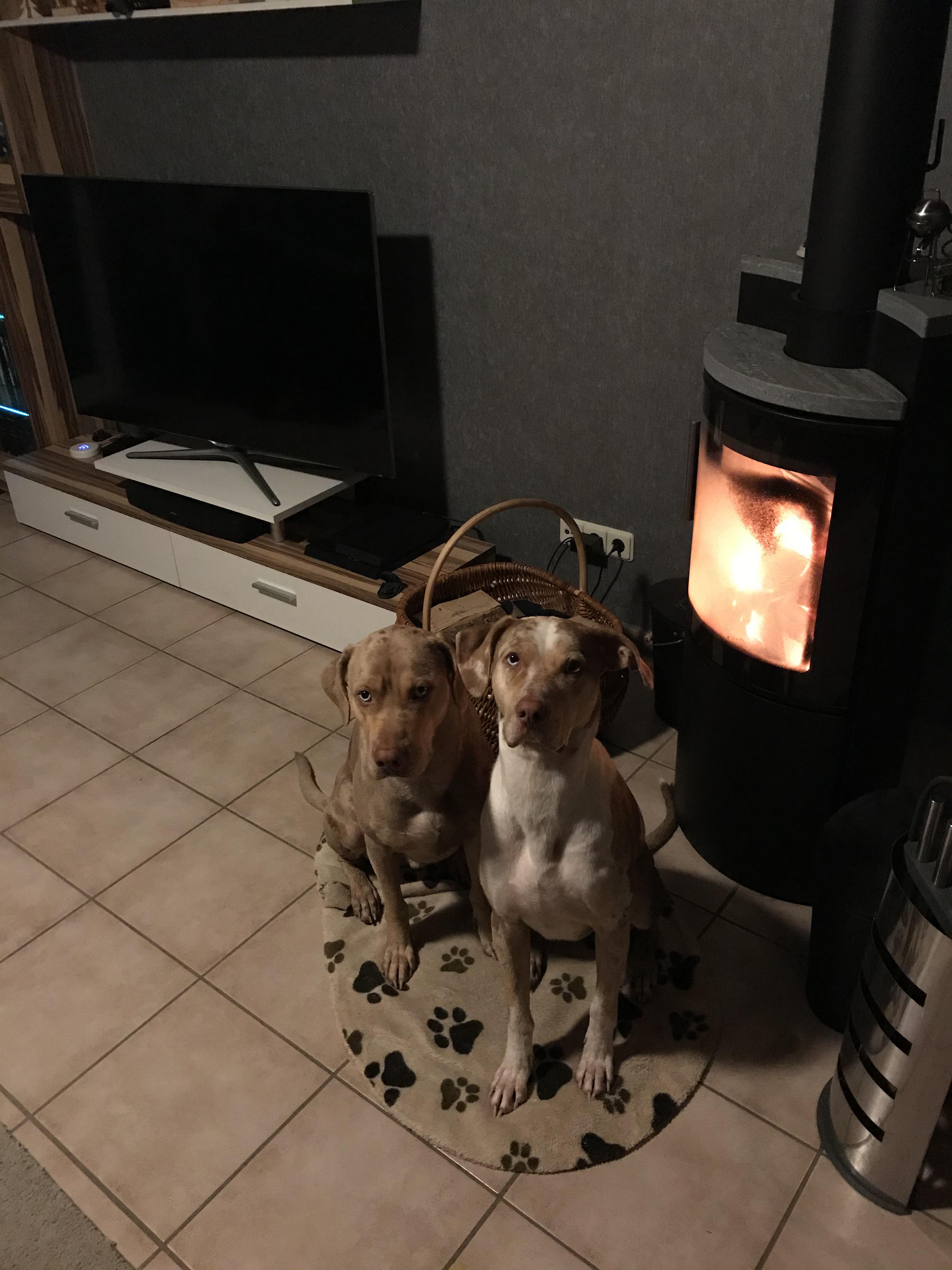 My dogs don’t like the weather... r/Catahoula