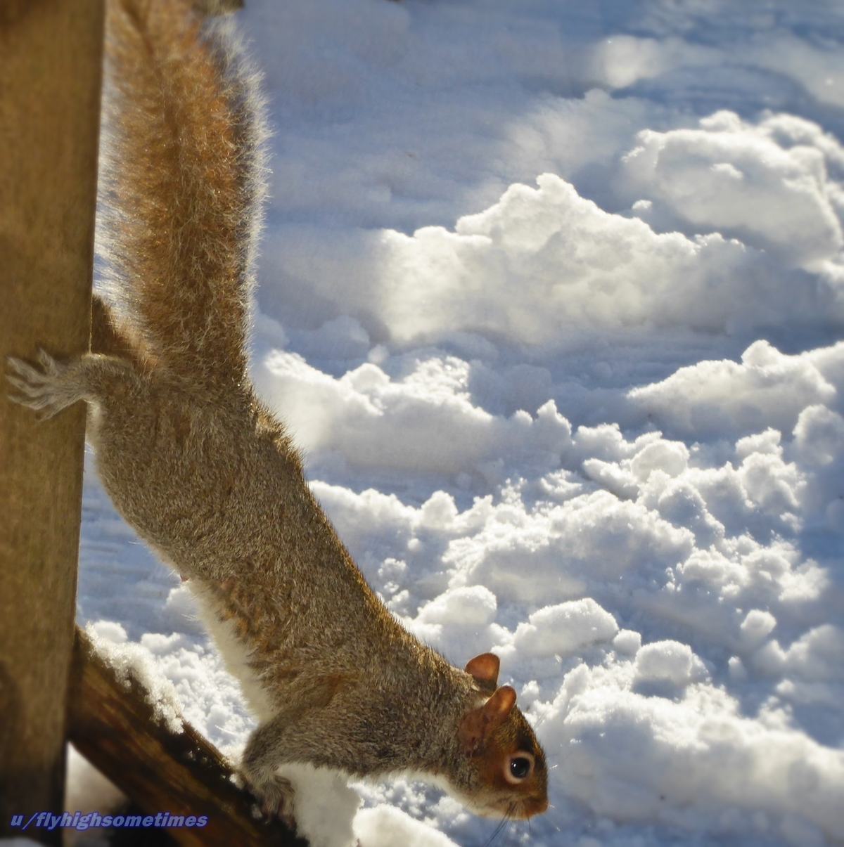 Does Coffee Grounds Keep Squirrels Away / How to Stop Chipmunks from