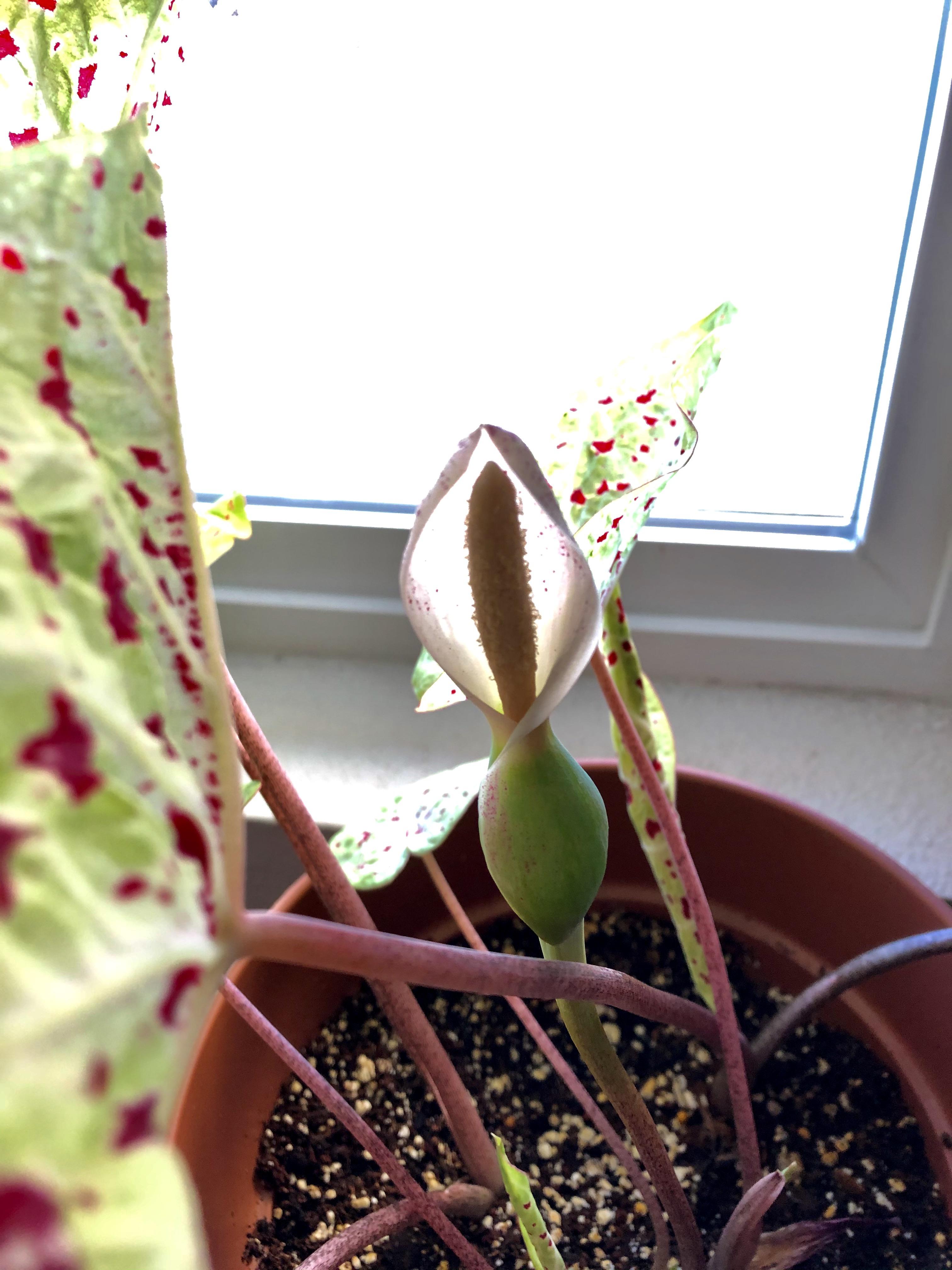 My first time growing Caladium from bulbs and she bloomed!