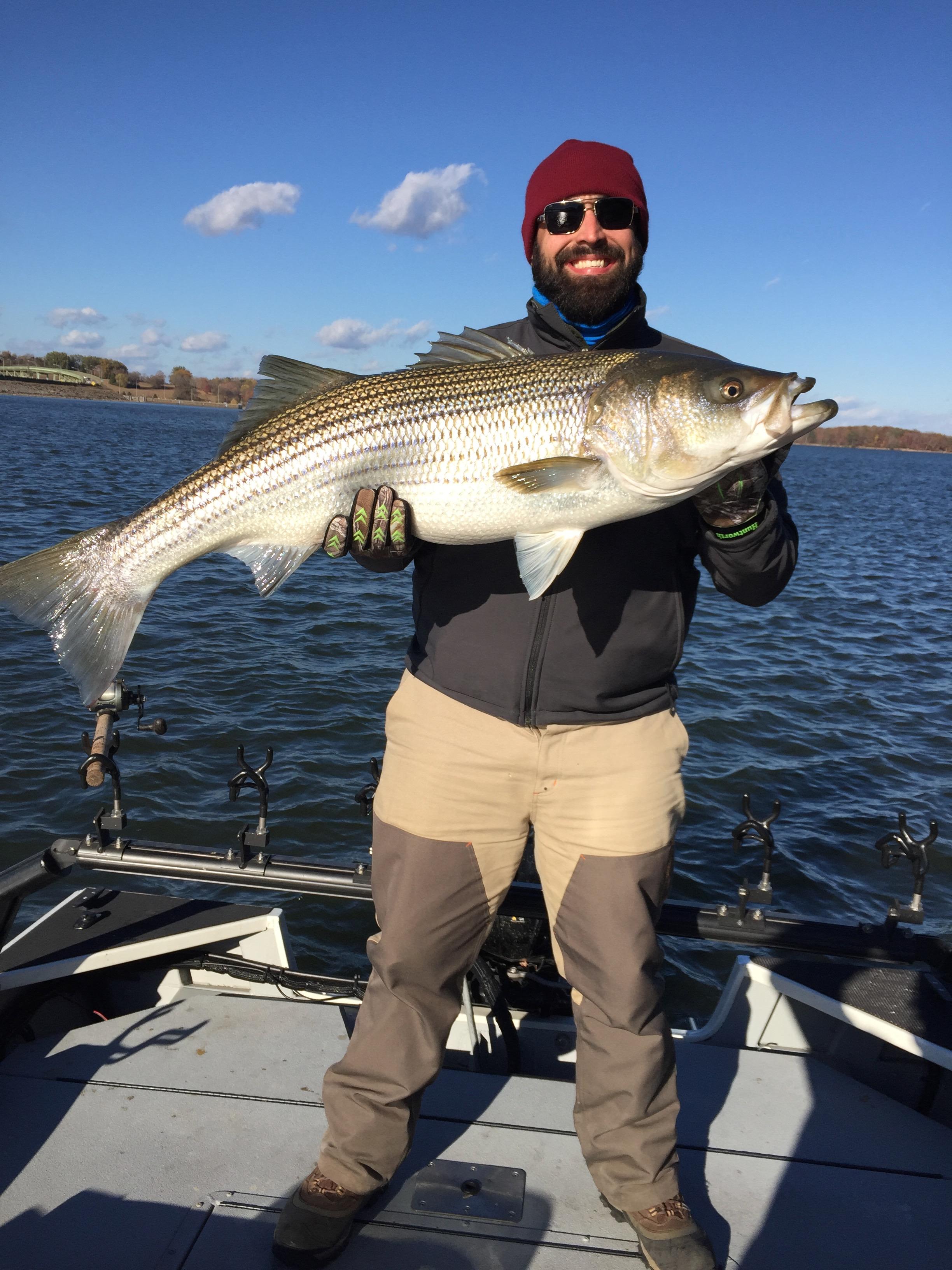 41" Striper caught by my buddy on Fort Loudon Lake, TN