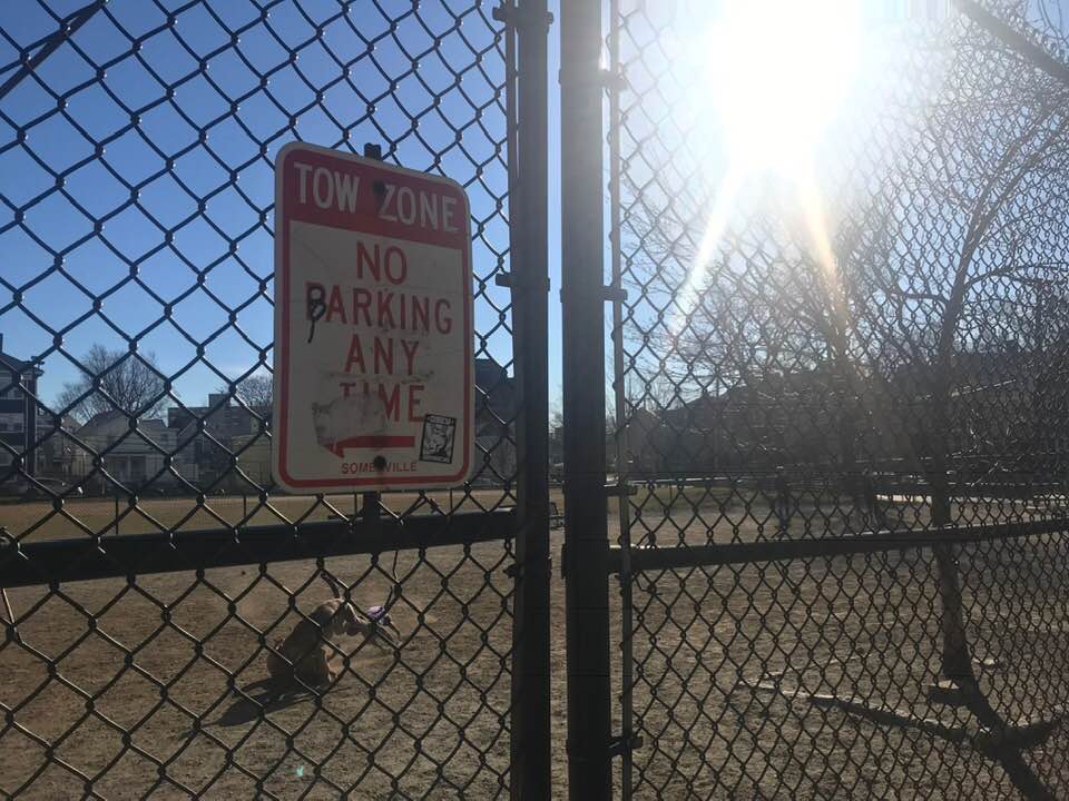 I just noticed this at the Nunziato Dog Park Somerville