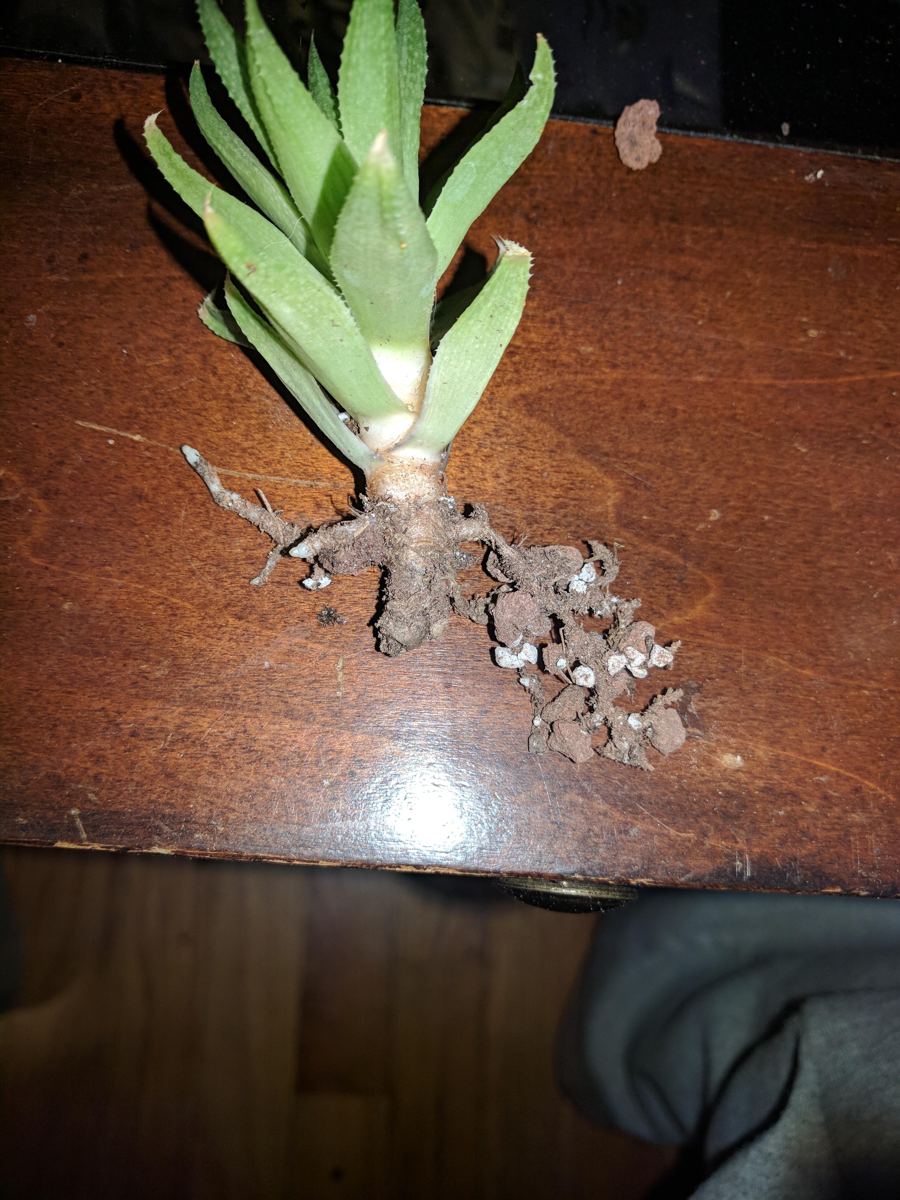 What's wrong with its roots? succulents