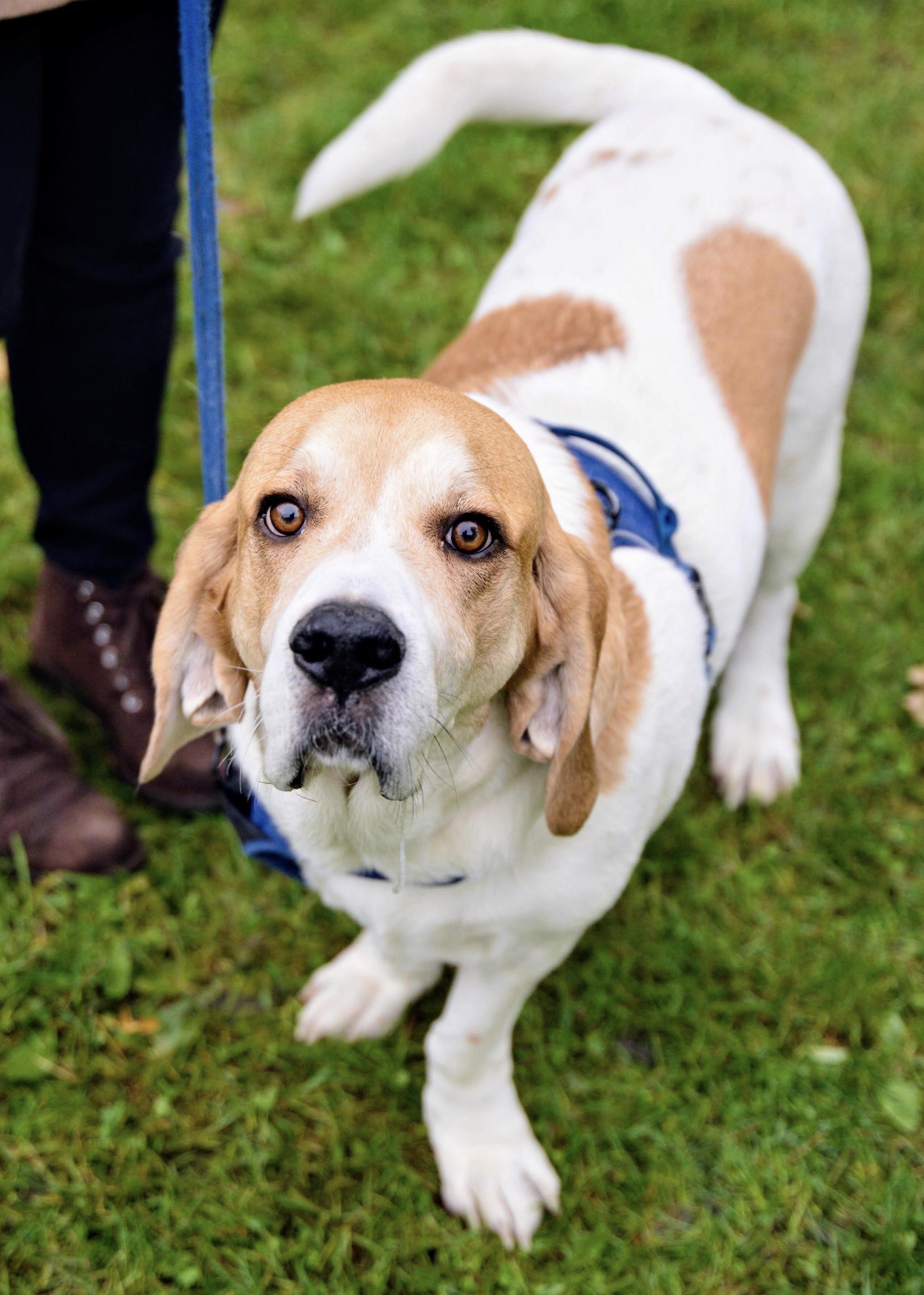 Ziggy the Basset/Great Pyrenees rescue pup! A giant slobbery angel. r