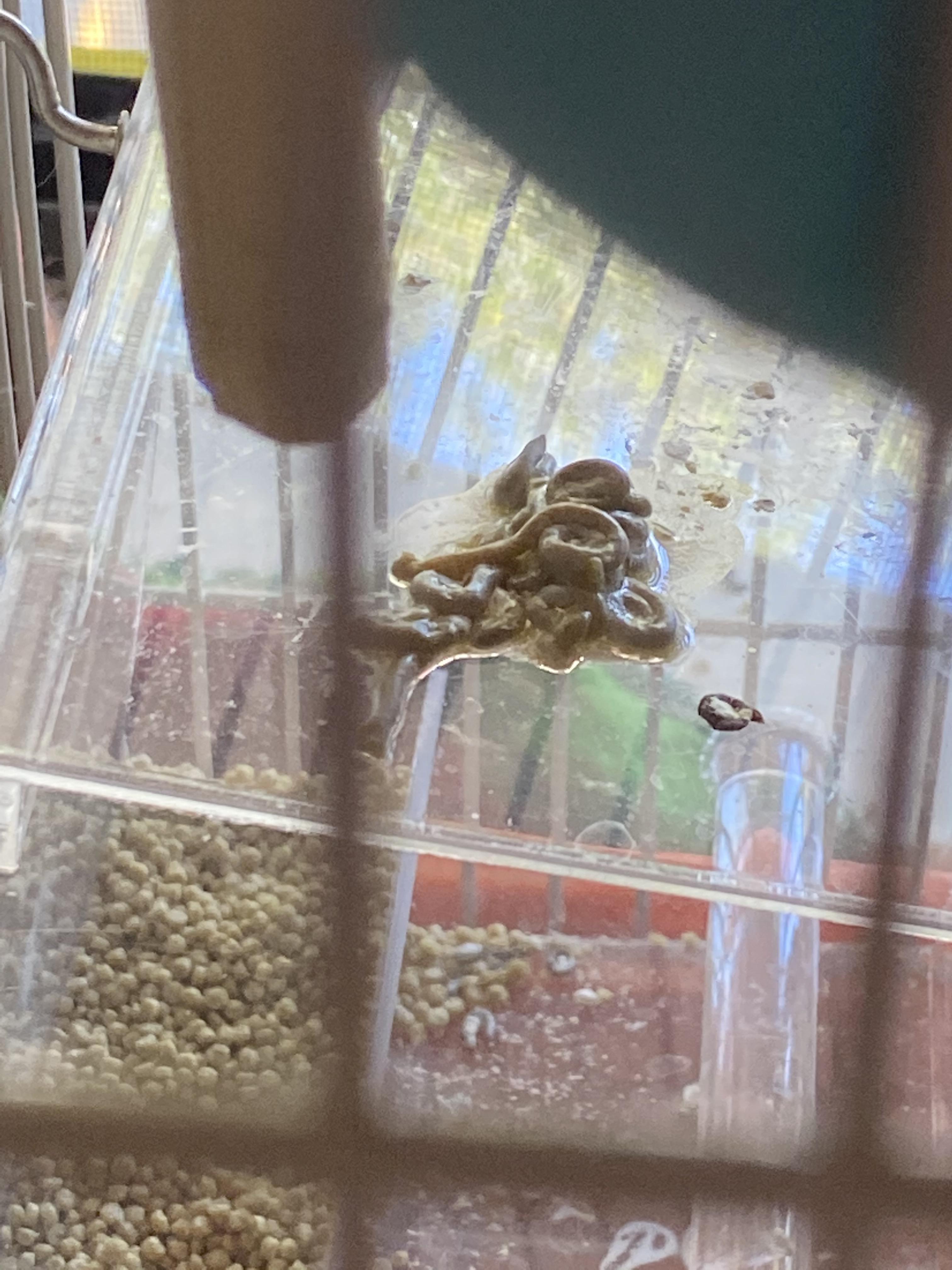 [Help/Question] Runny Stool r/Parakeets