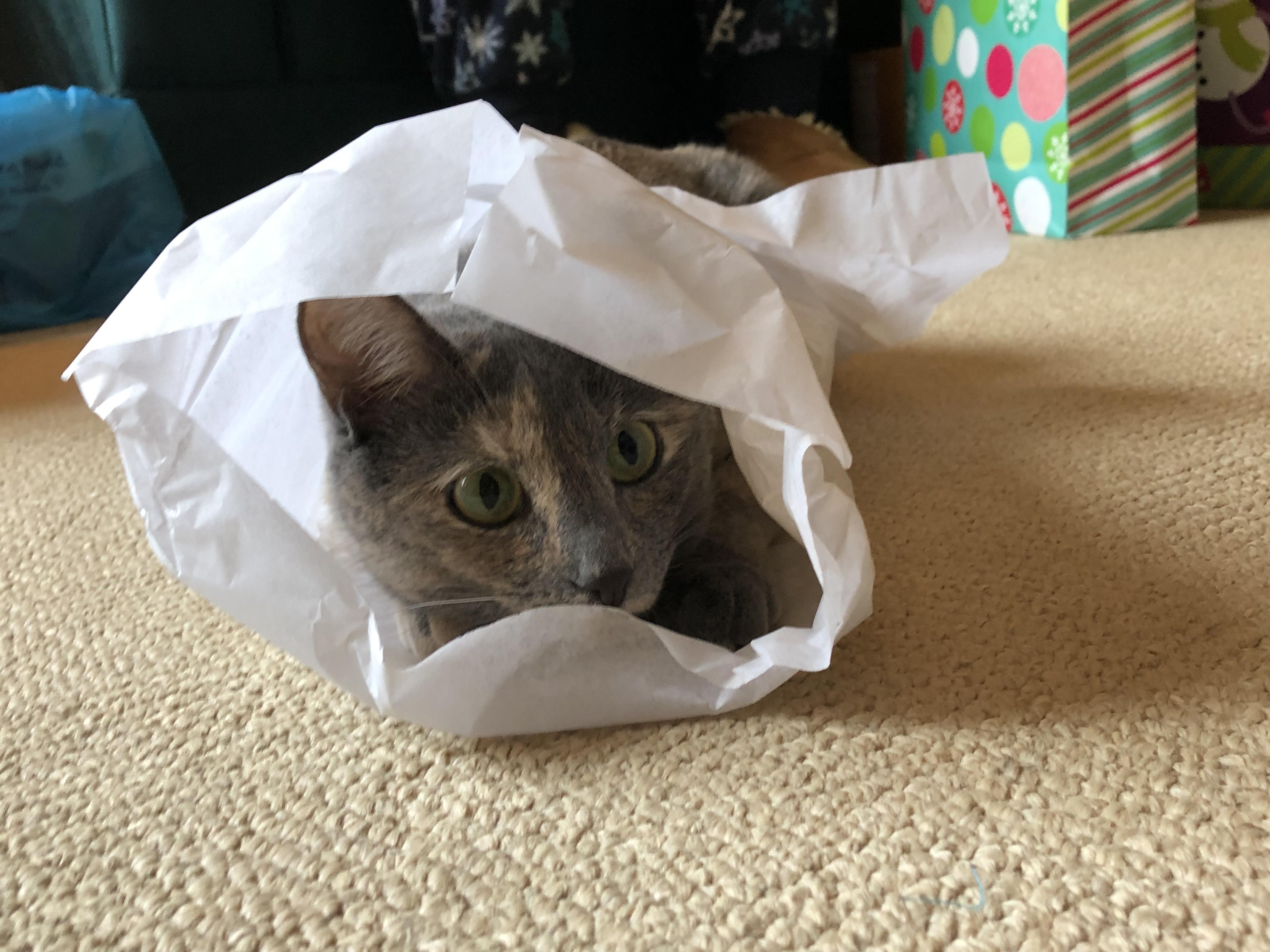 Butterbean enjoyed Christmas almost as much as we did r/aww