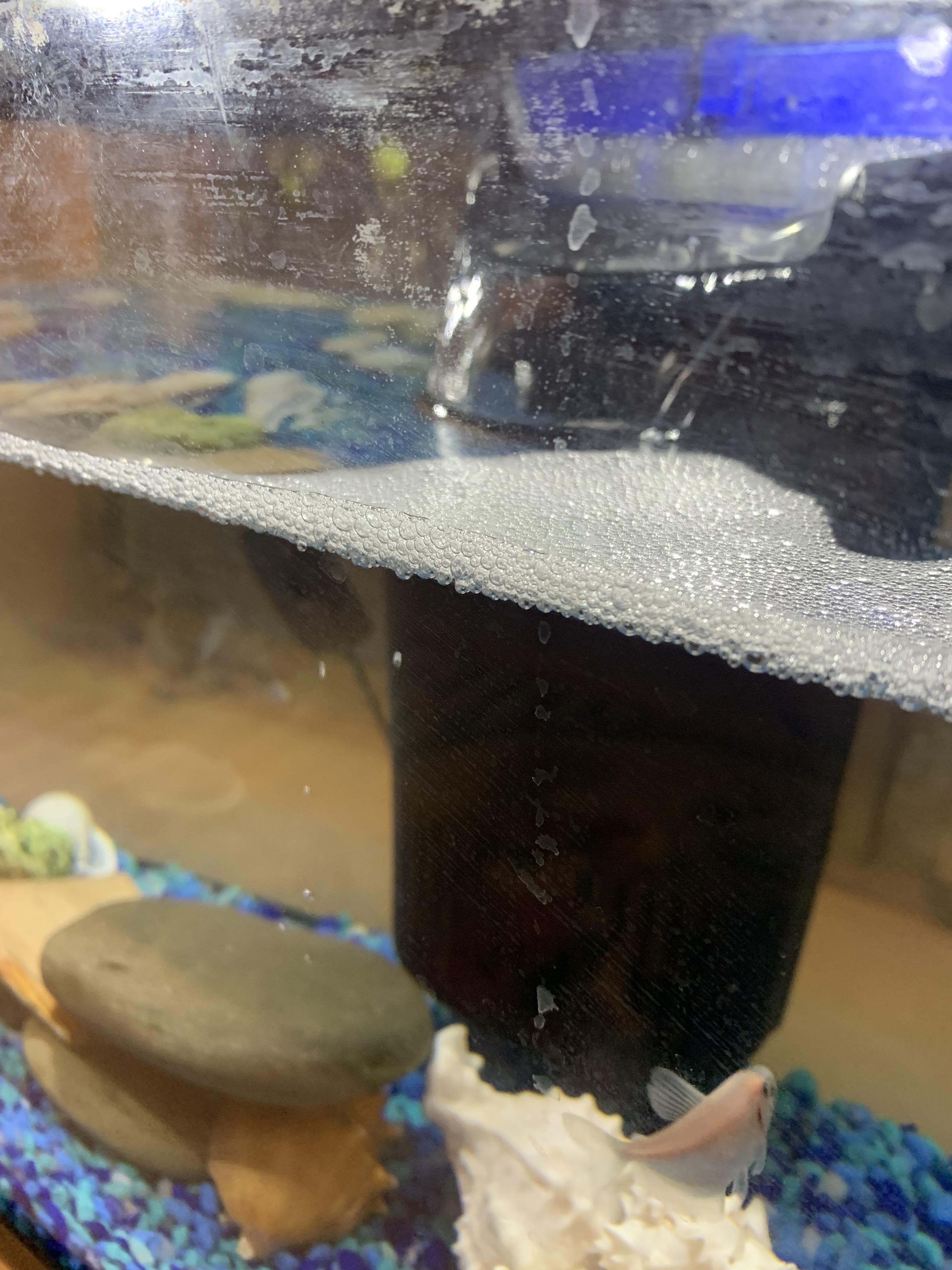 Newbie here, can anyone help me identify the cause of this foam? Is