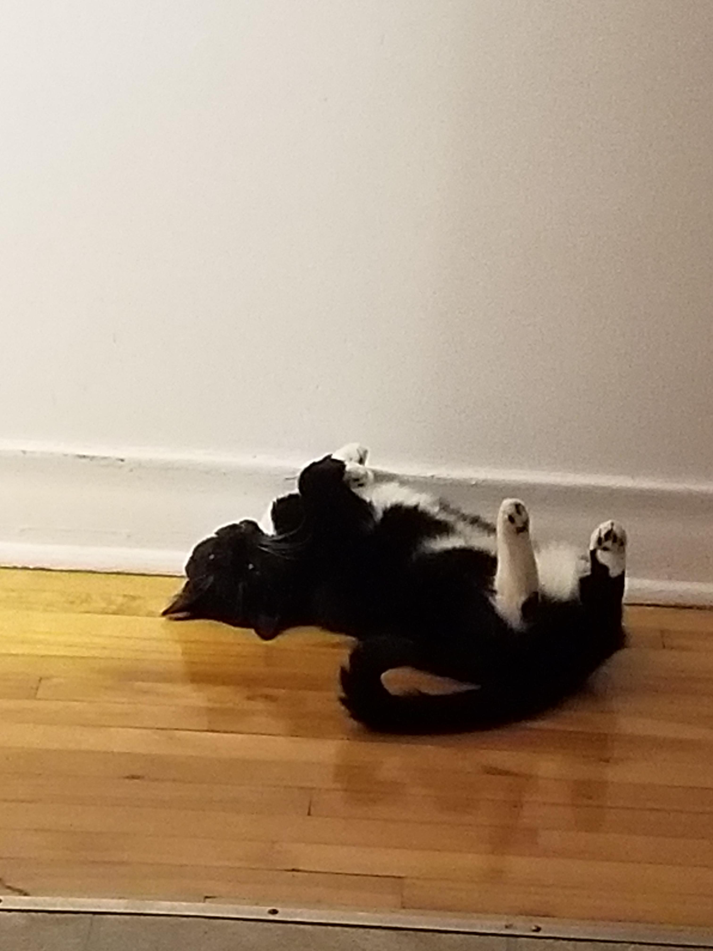I think my cat is broken r/aww