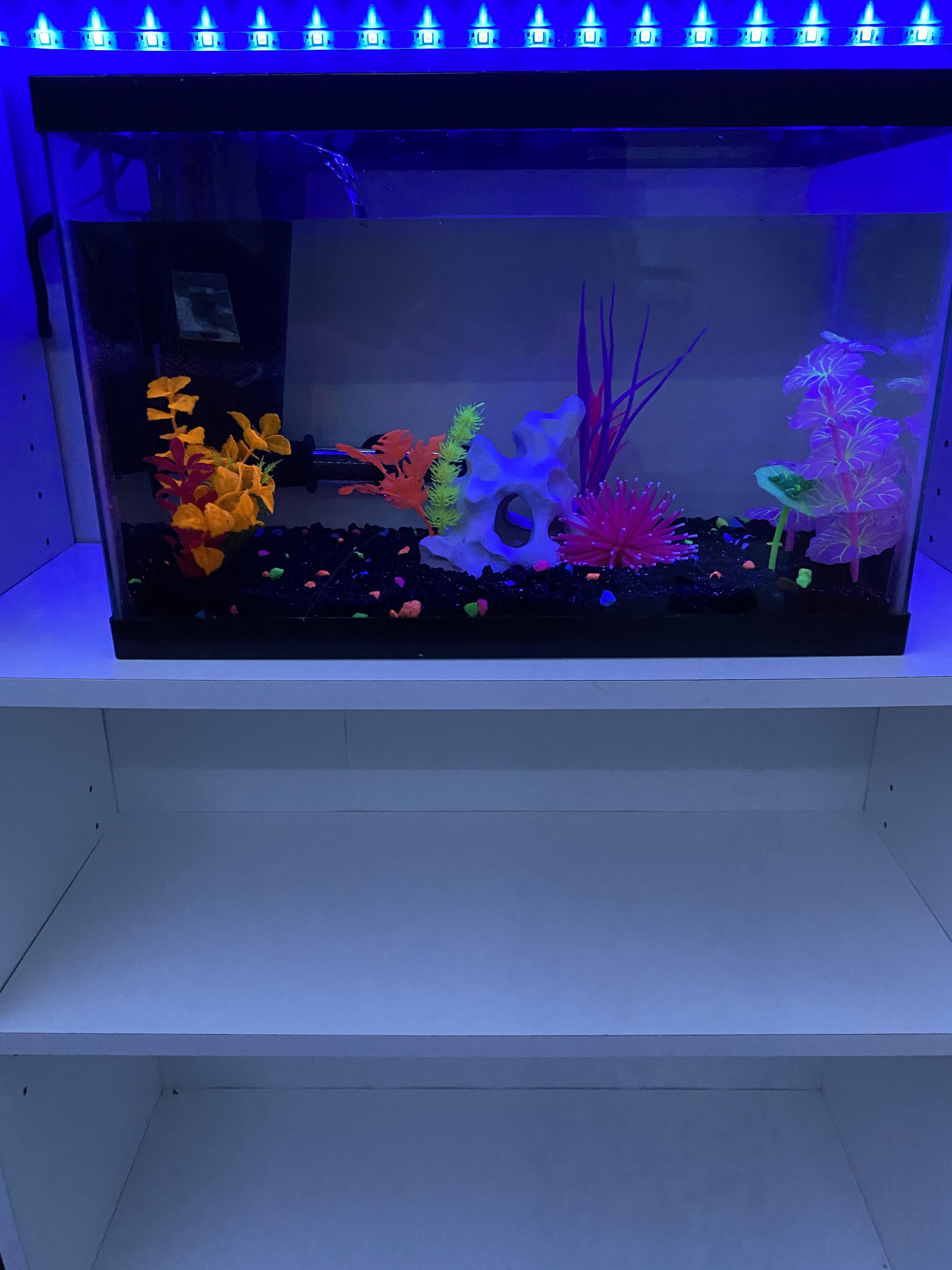 what fish can i put in a 5 gallon tank? details in comments r/aquarium