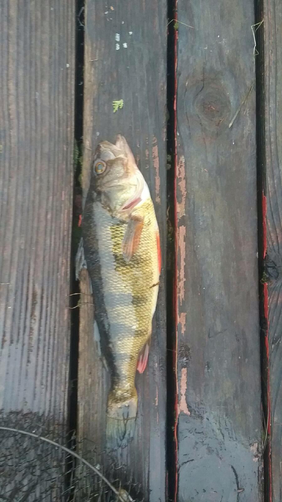Beautiful perch I caught on the Ocqueoc River on a crank bait no less. Northern Michigan. r