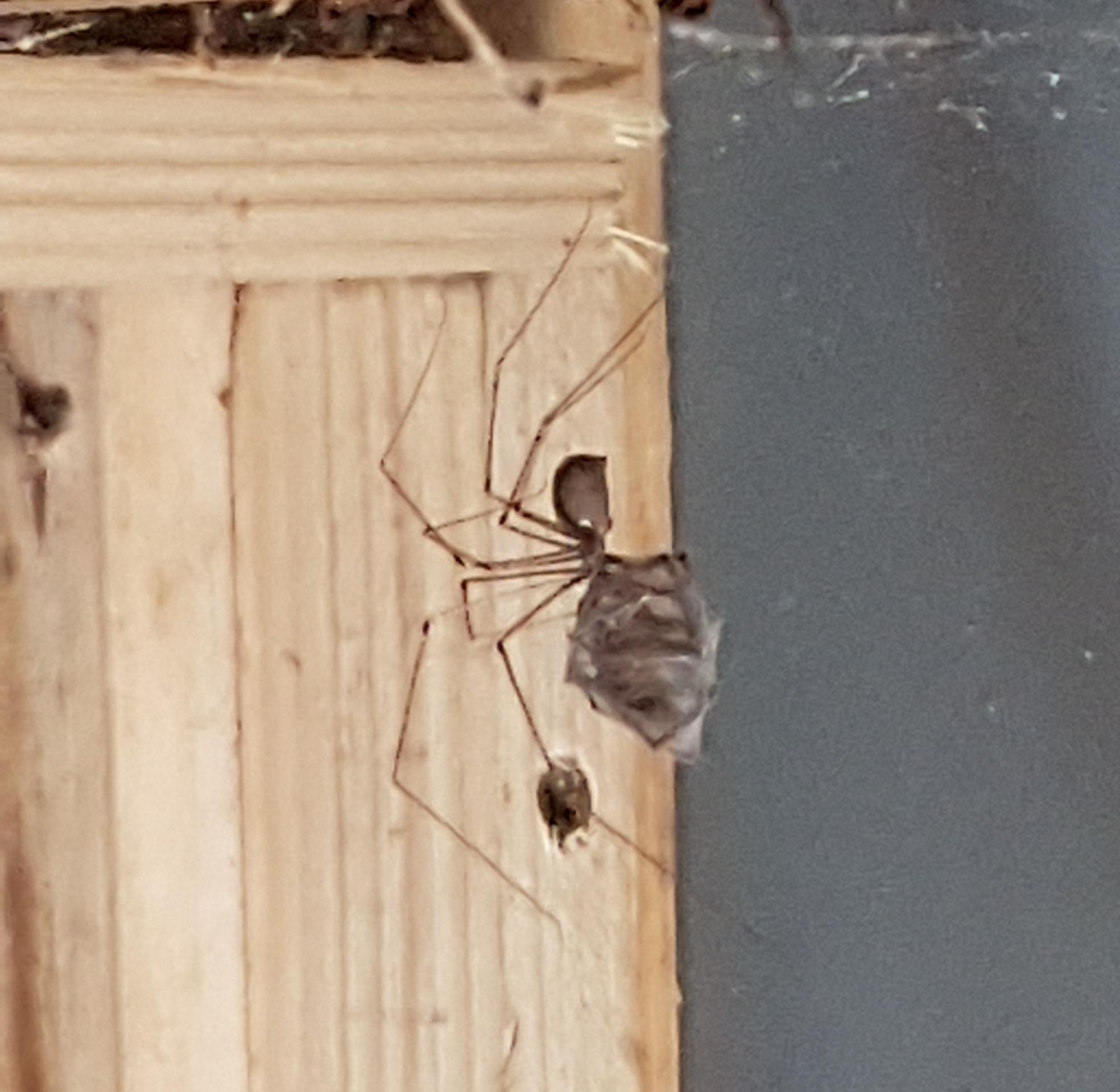 Cellar spider with the corpse of a giant house spider r/natureismetal
