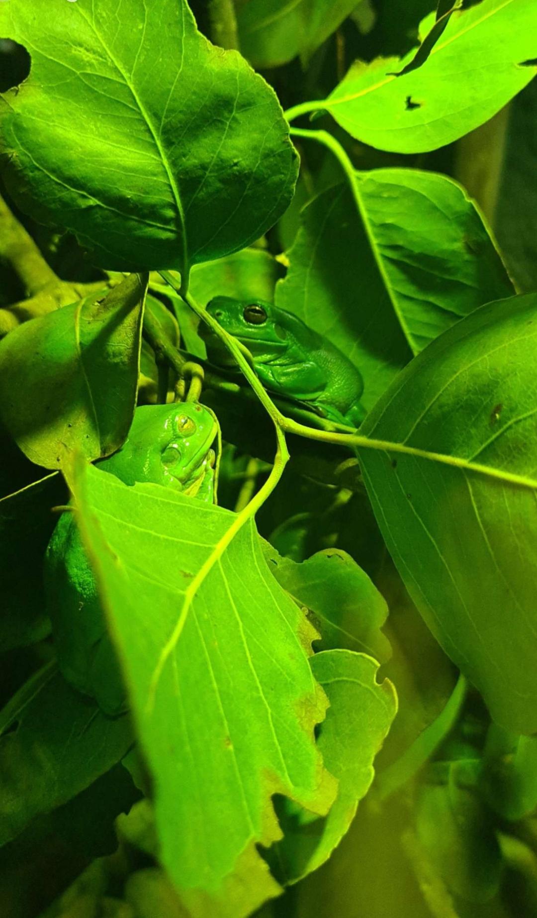Frogs at west Sydney's new zoo r/frogs