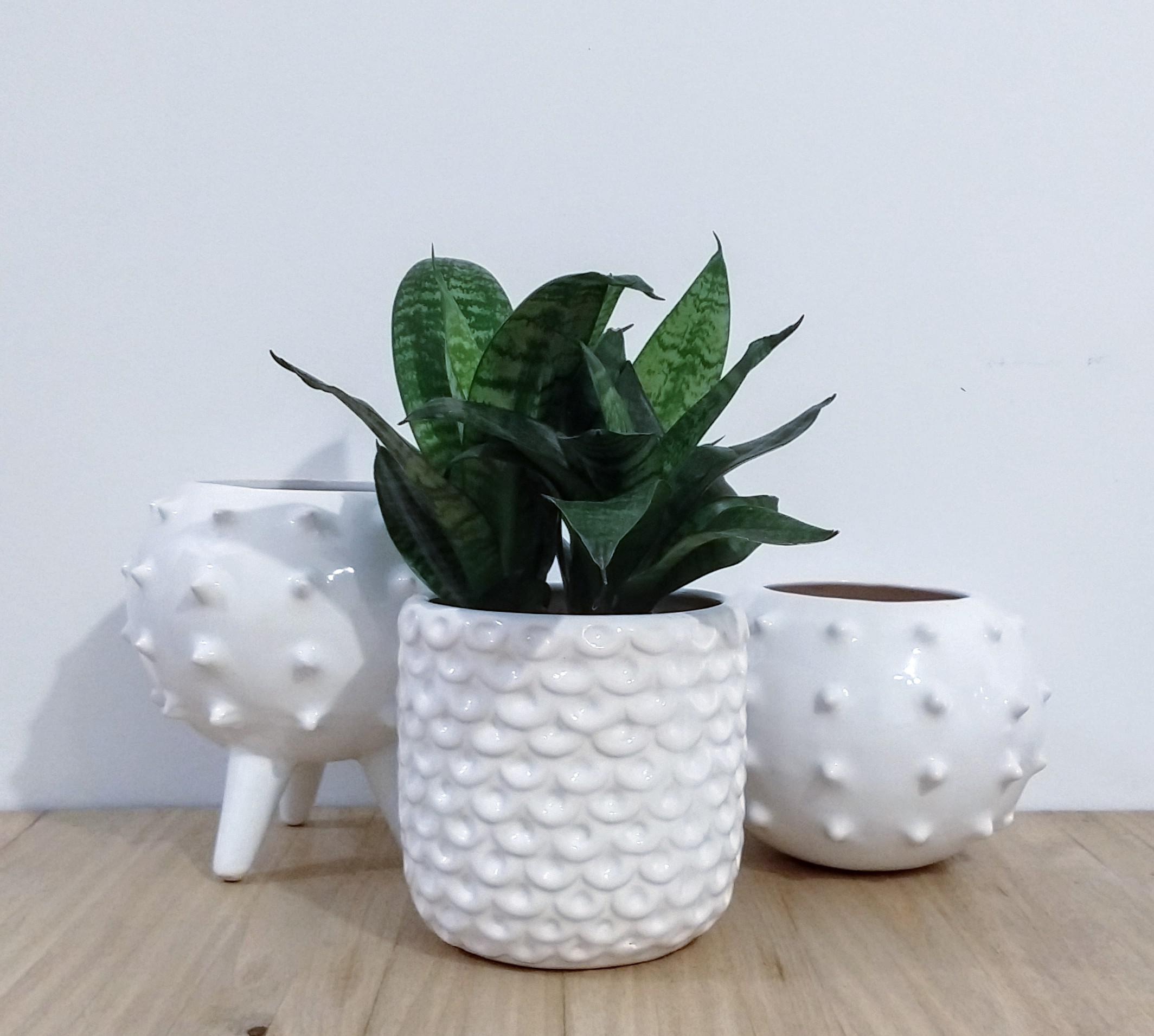 Looking for some advise her! I want to make an arrangement with this