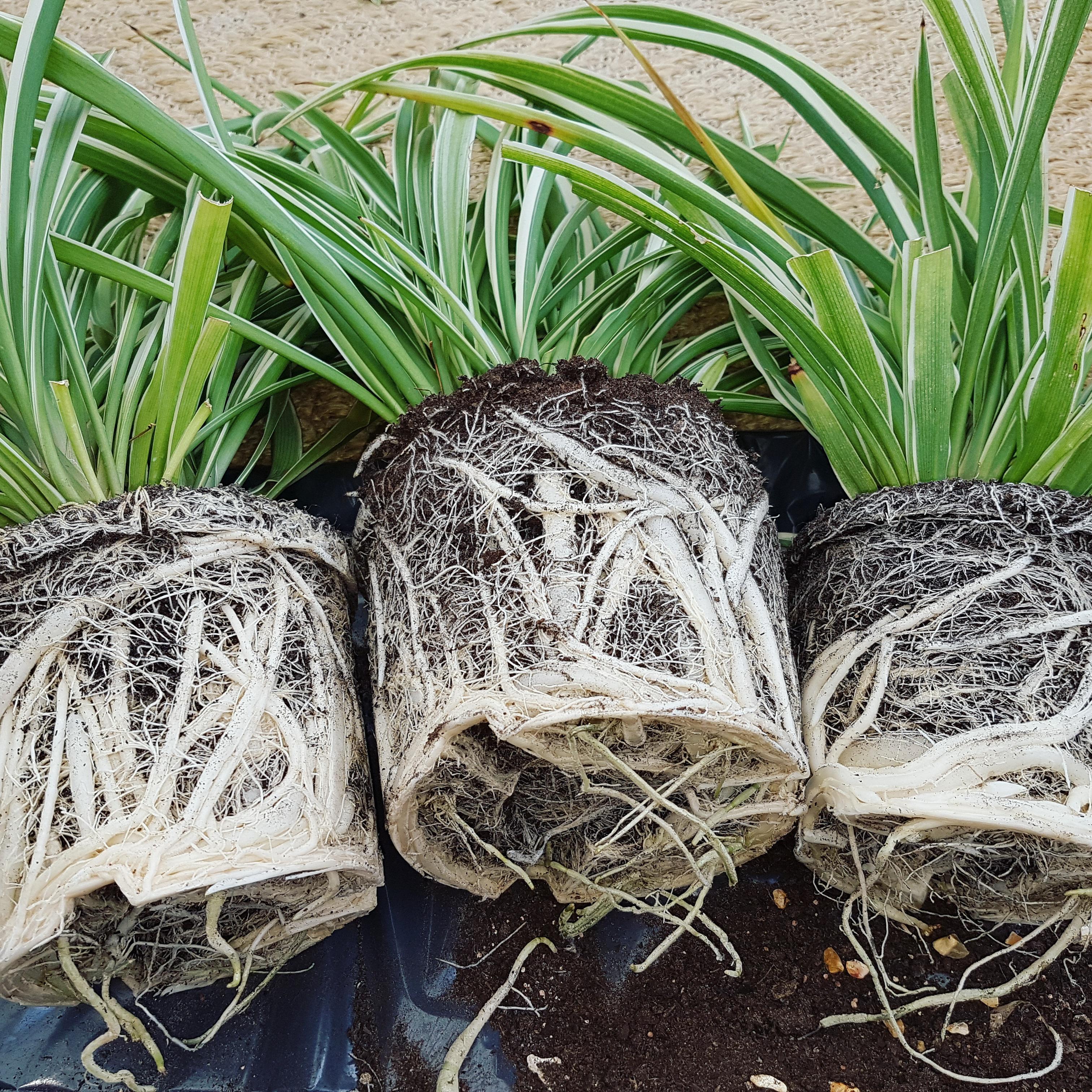 🌿Some spider plant repotting I did today! I was very suprised but happy