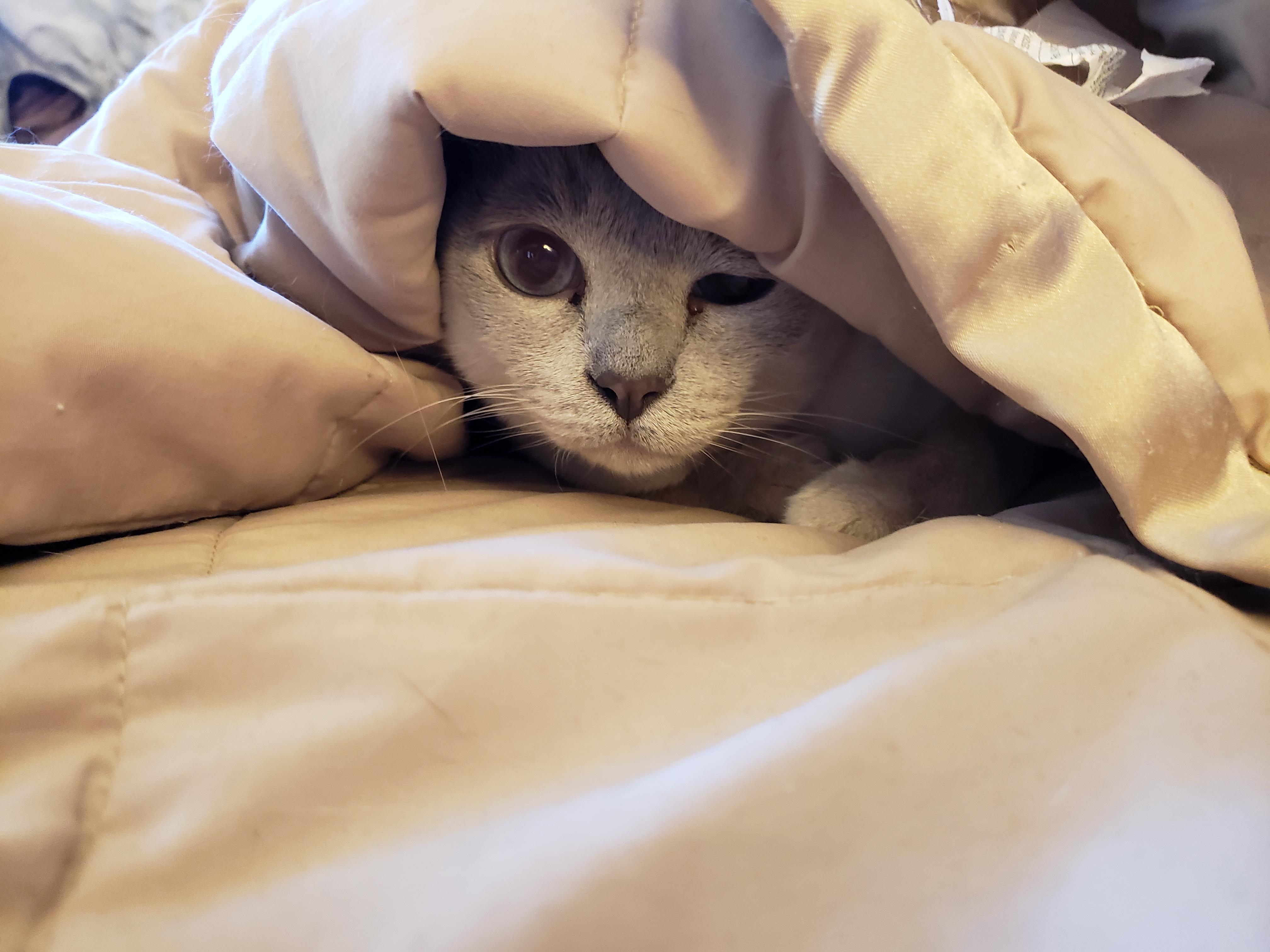 Brrrr... Is the cold gone yet? r/cats