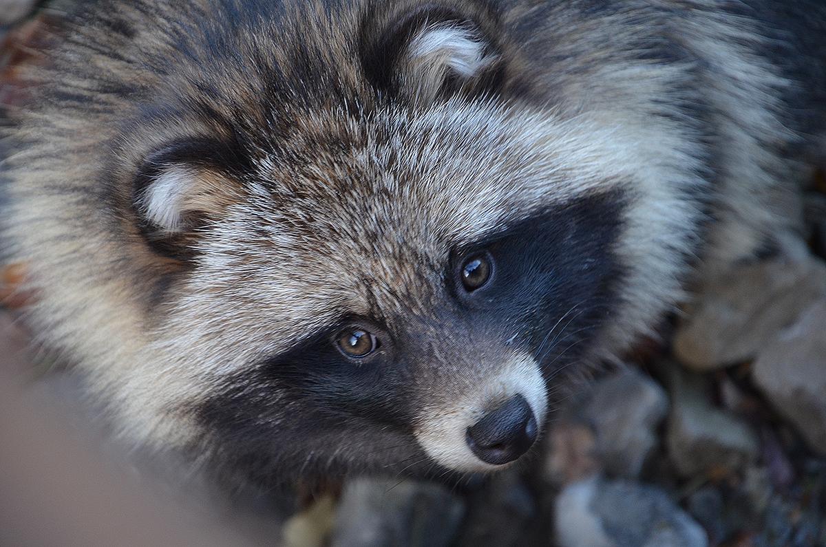 That's no raccoon! The raccoon dog, or tanuki, is a small canine