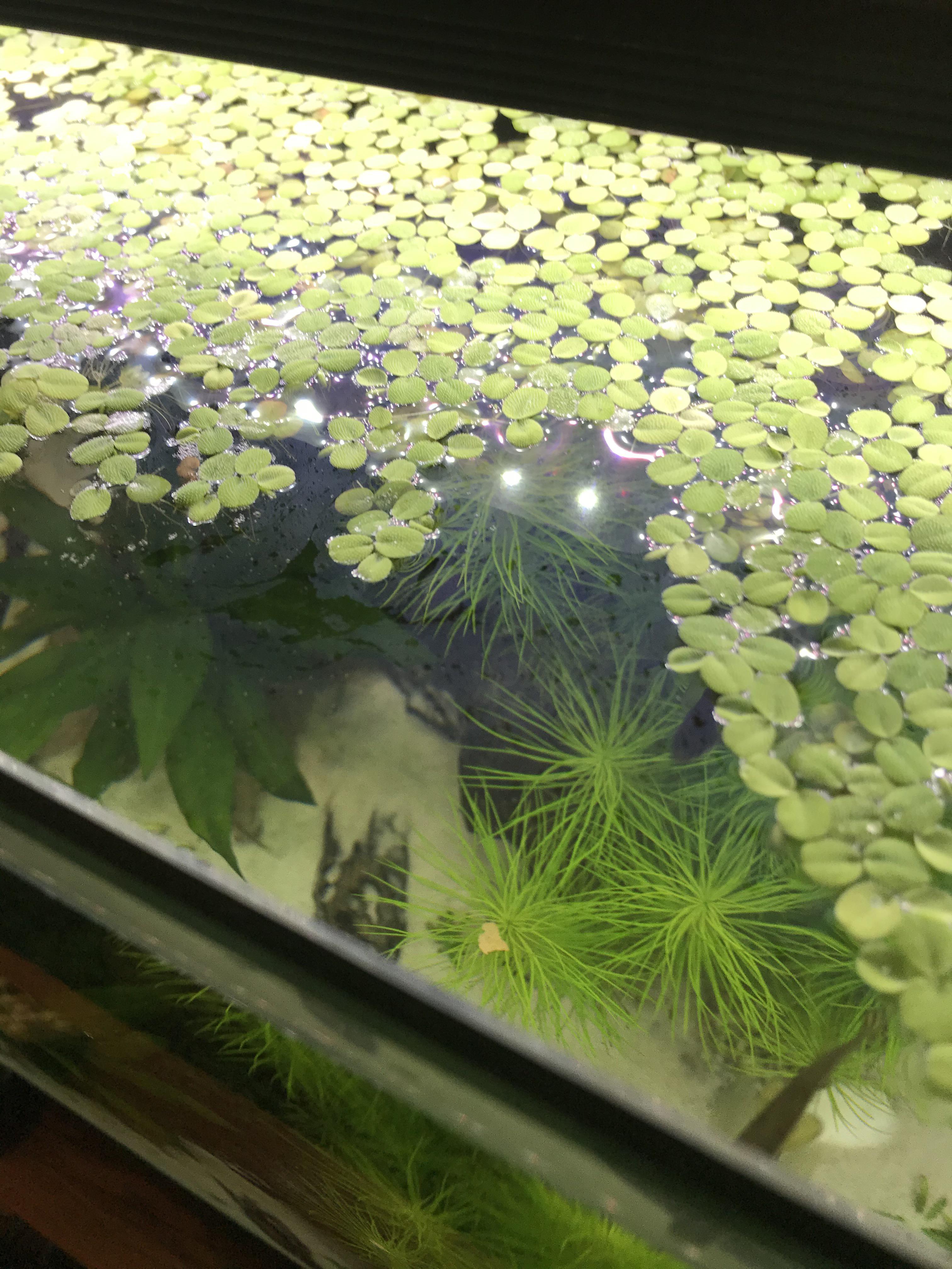 What is this film forming on my water? How do I get rid of it? r/Aquariums
