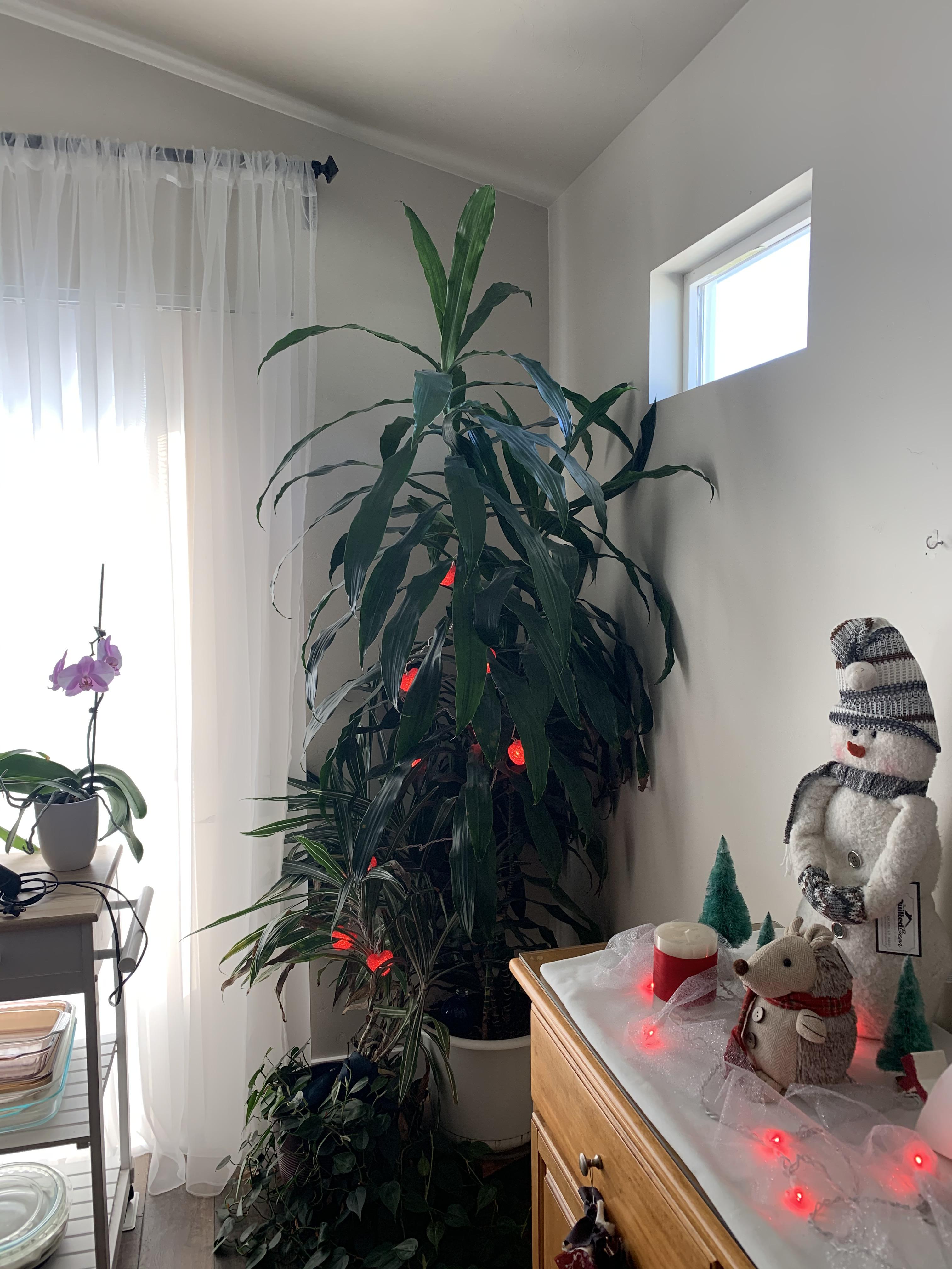 My mom is going to prune this giant corn plant and I asked