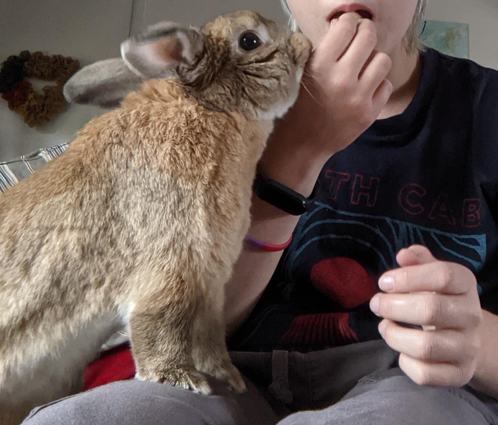Me while trying to eat grapes r/Rabbits