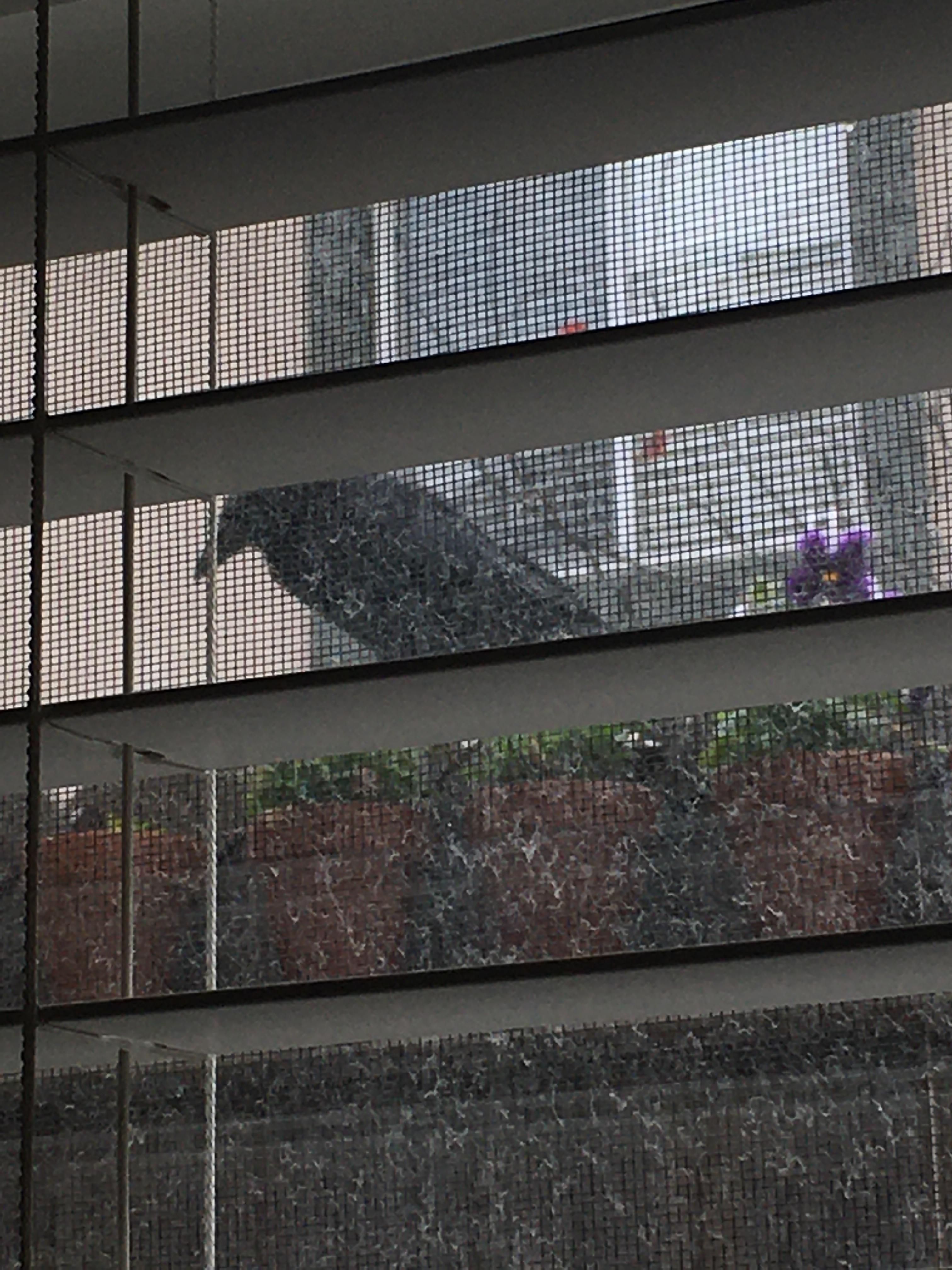 What are crows eating from my pansies? They were picking at the soil