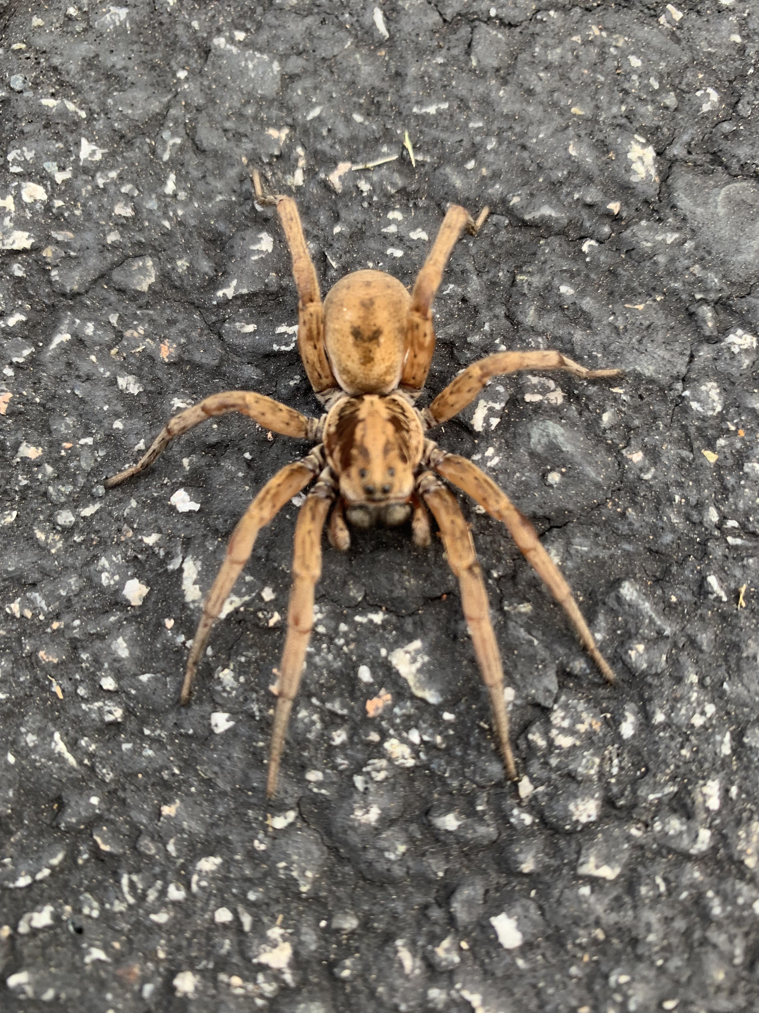 Piedmont area of NC. ID please. r/spiders