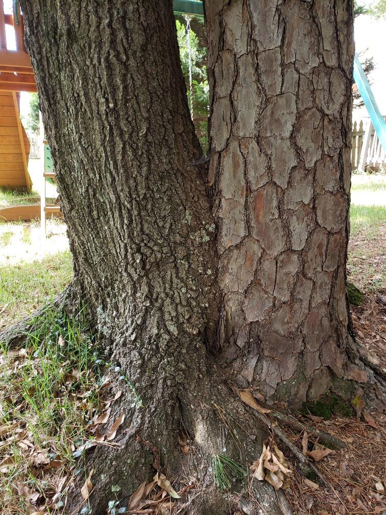 Oak tree and pine tree fused together r/mildlyinteresting