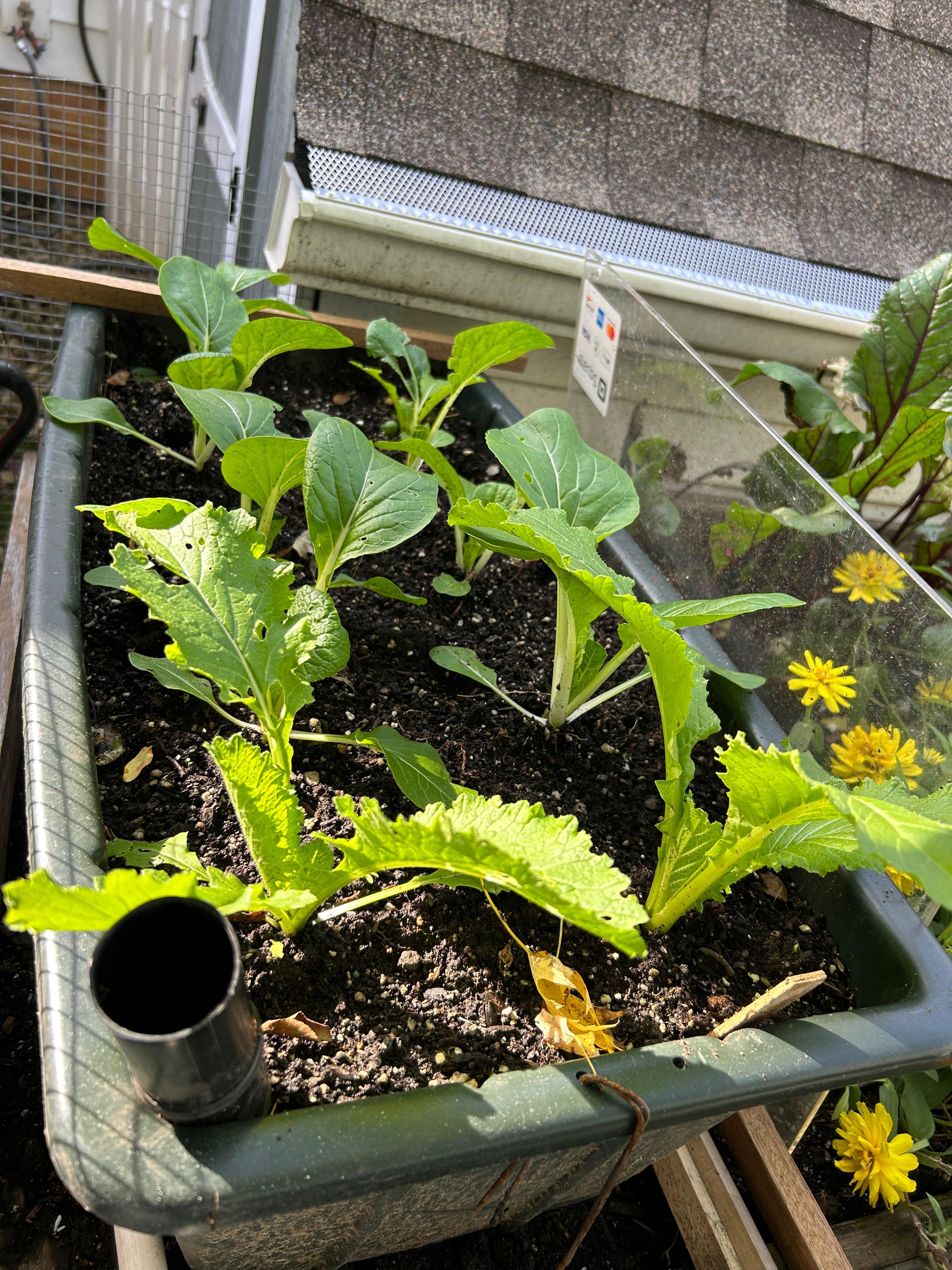 All things Earthbox!